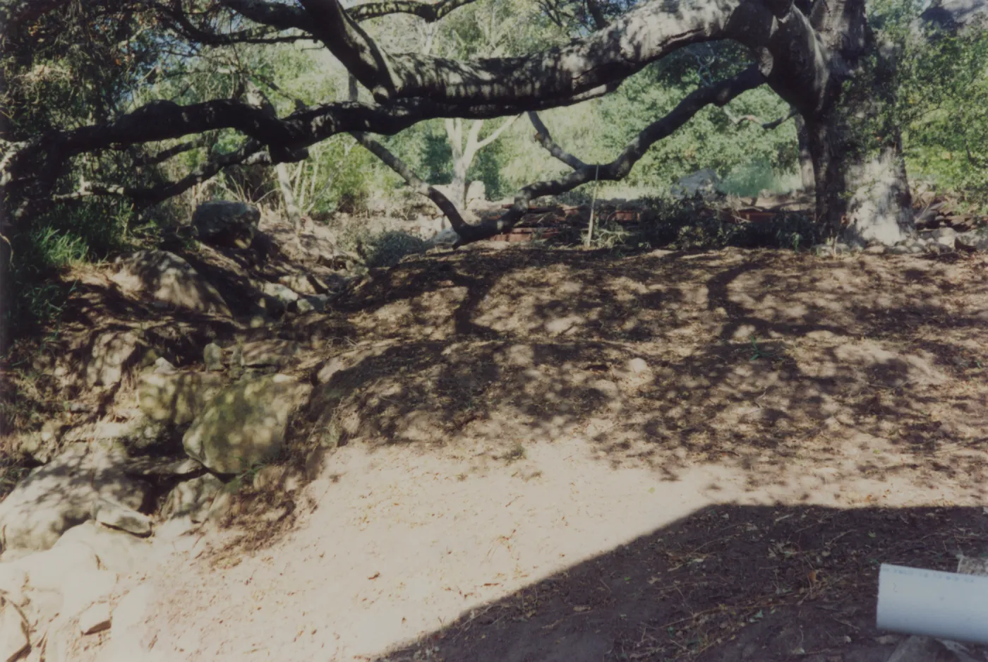 Director's residence landscape