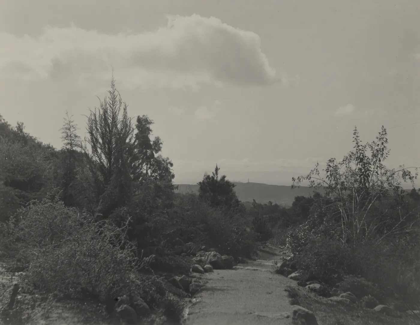 Looking south across the Garden, former Forest Trail