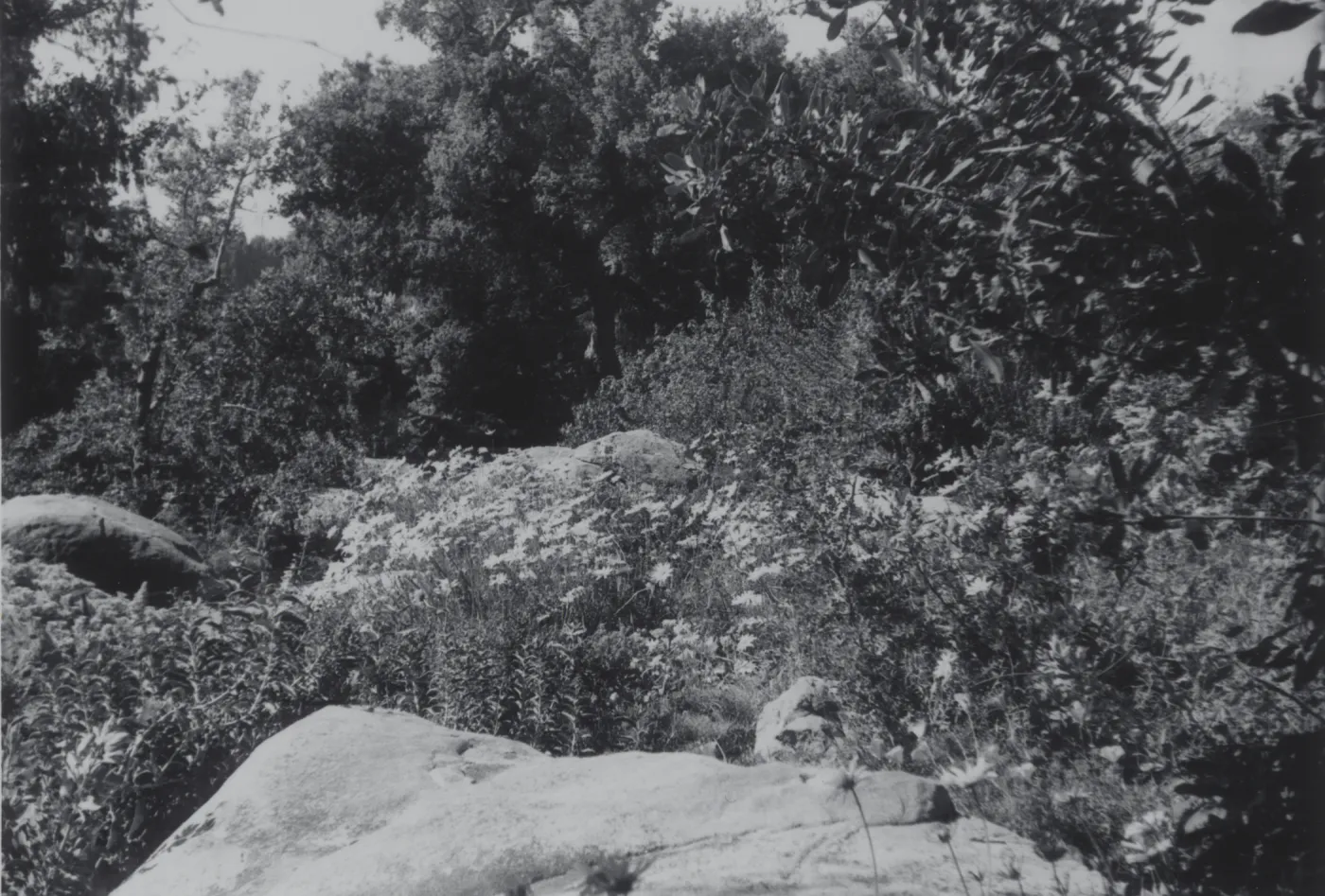 Ceanothus Section, 1969