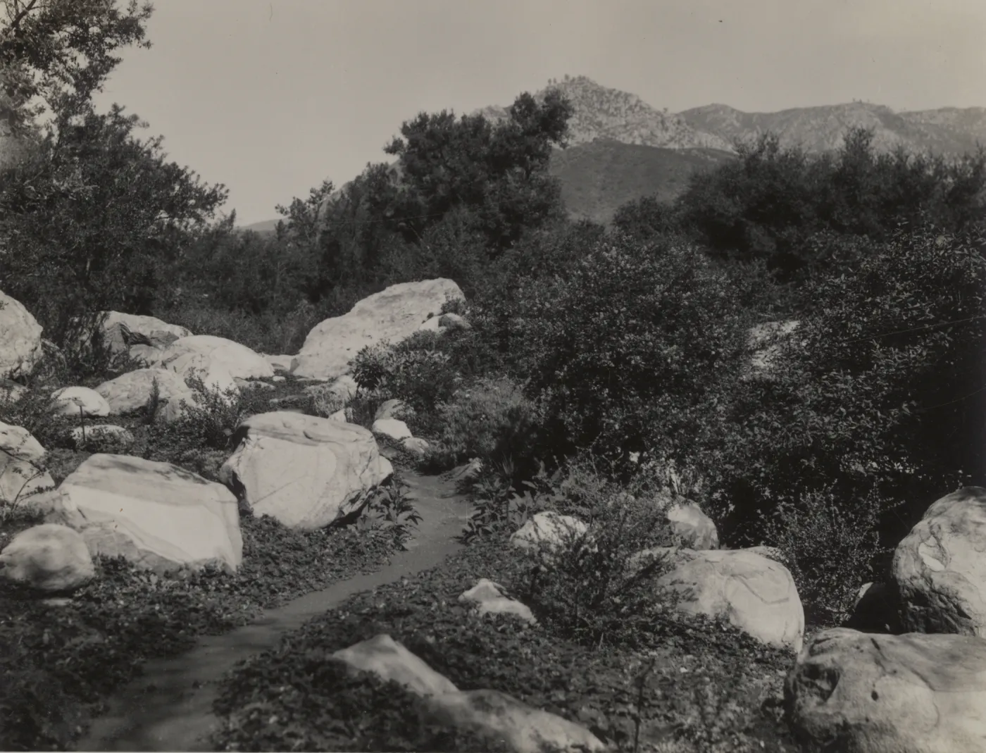 Ceanothus Section, 1939