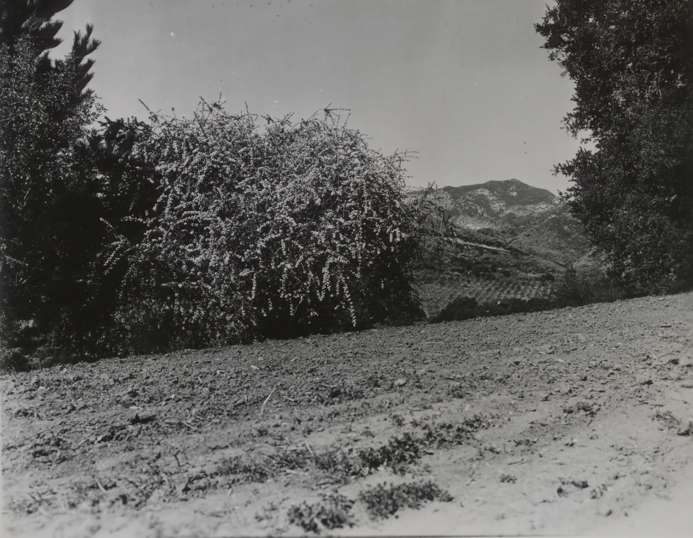 Ceanothus megacarpus var. pendulus, 1939