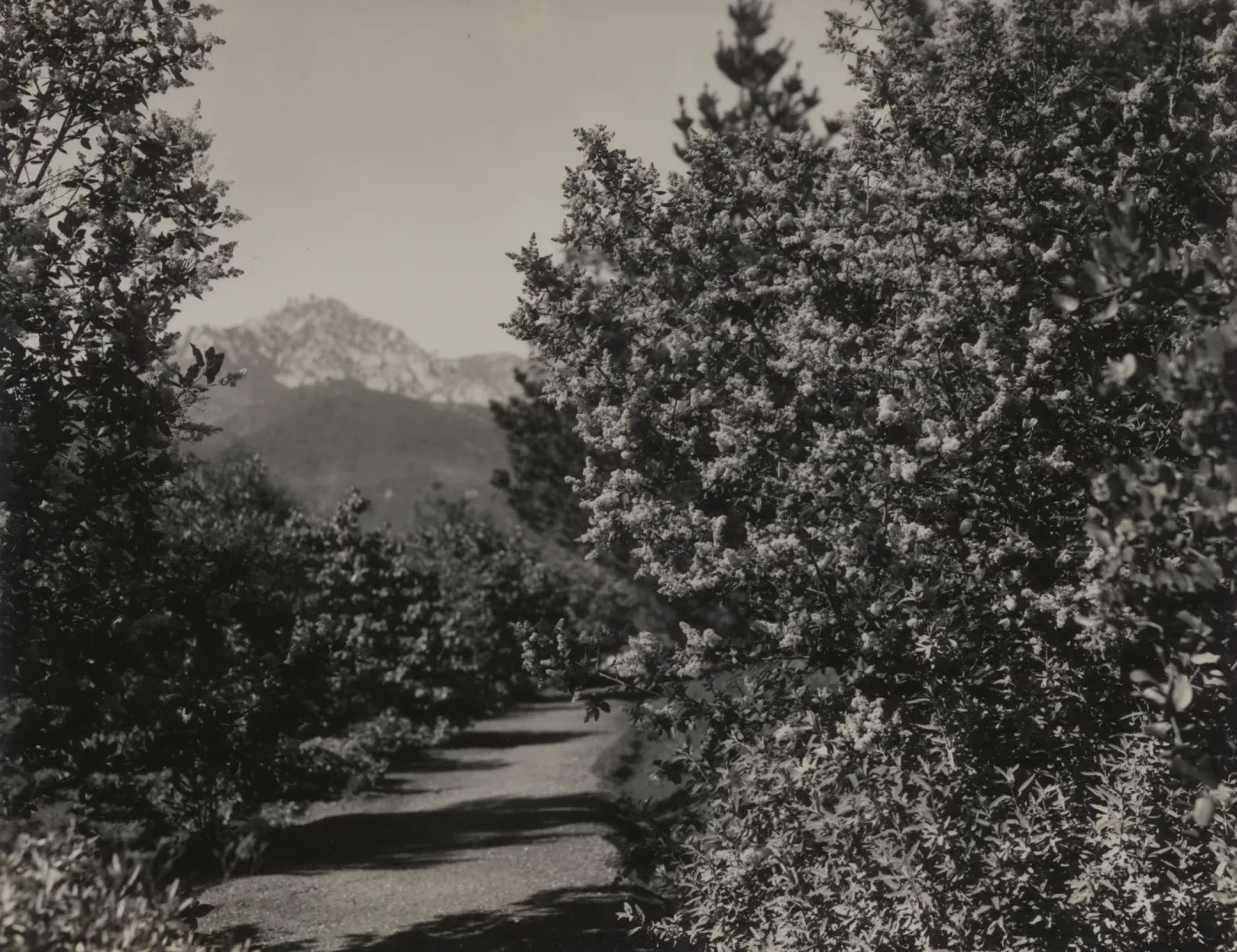 Ceanothus arboreus, 1939