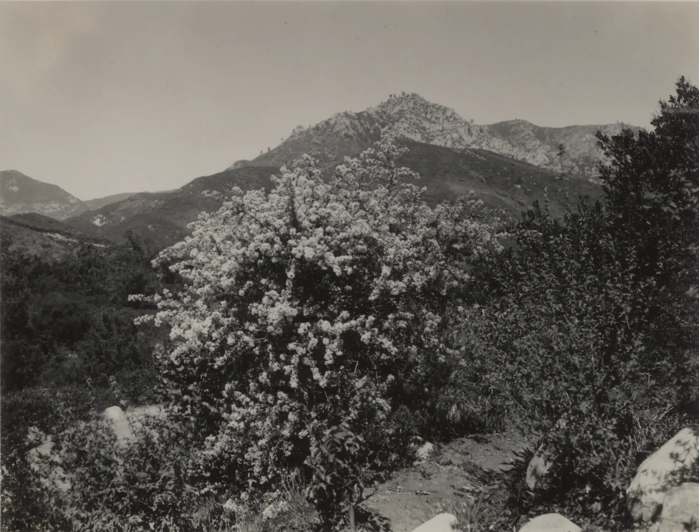 Ceanothus megacarpus, 1939