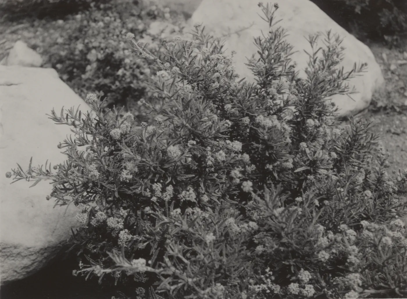 Ceanothus papillosus var. roweanus, 1939