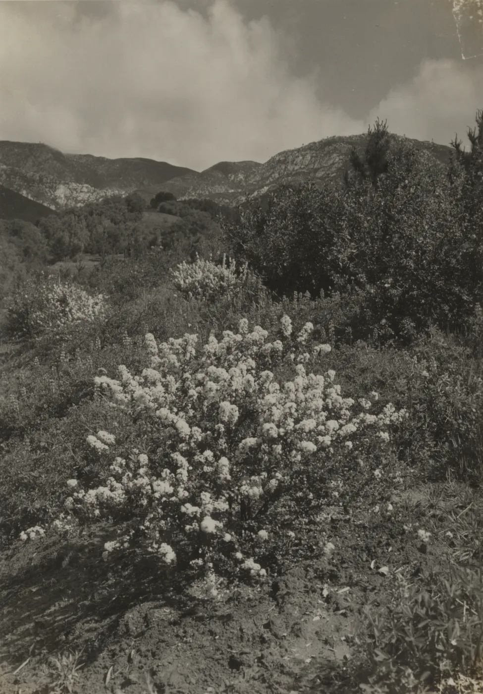 Ceanothus verrucosus, 1937