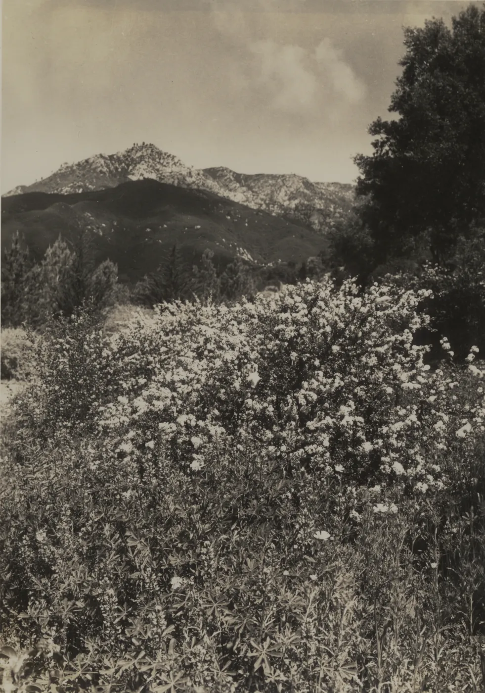 Ceanothus verrucosus, 1937