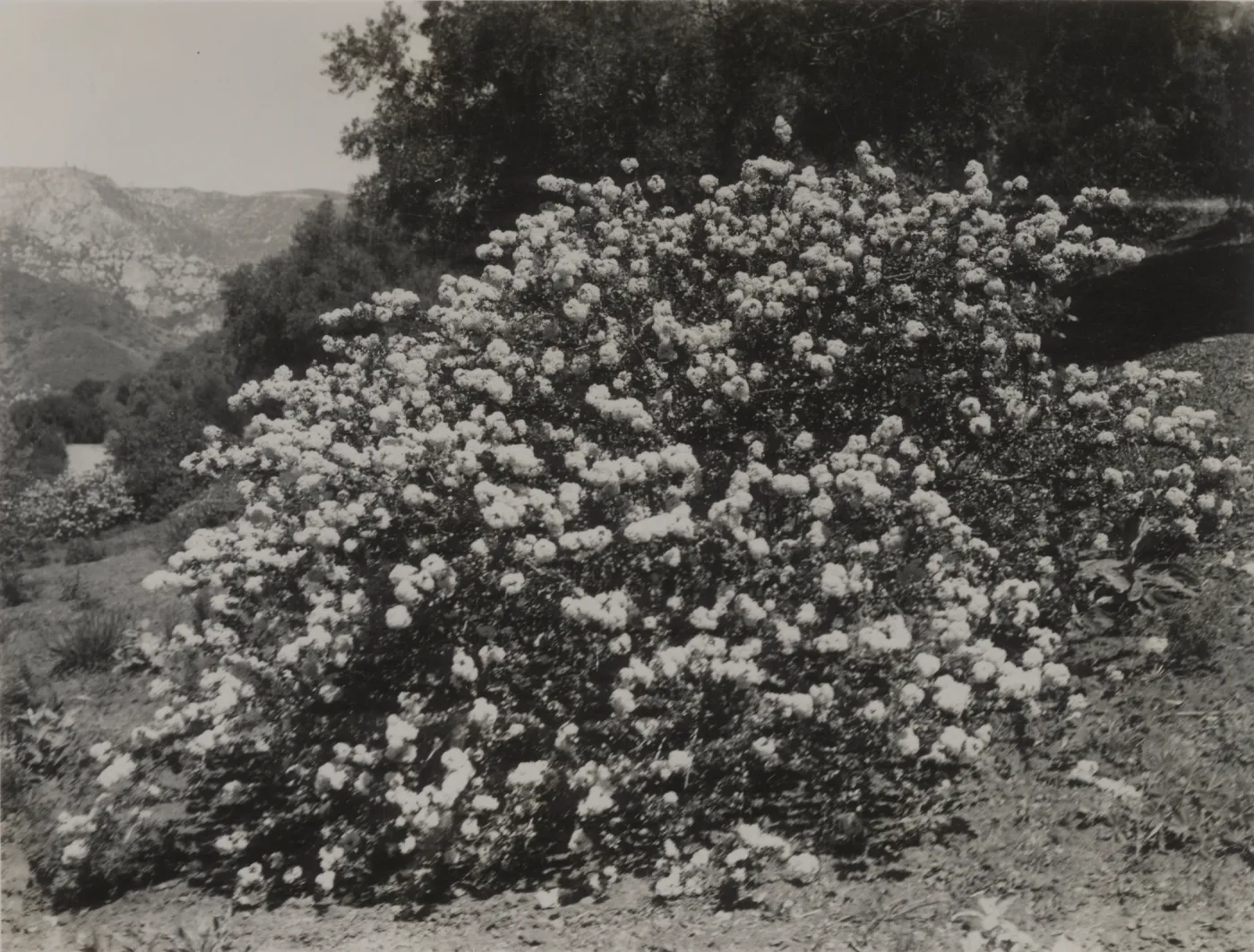 Ceanothus verrucosus, 1939