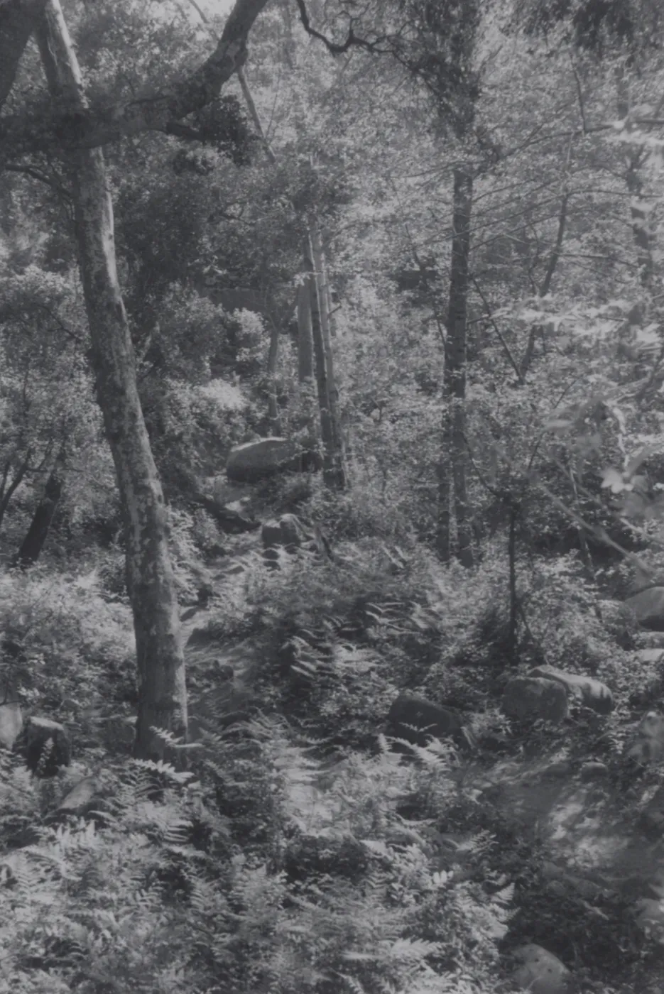 Mission Canyon, viewed from the top of Mission Dam, 1955