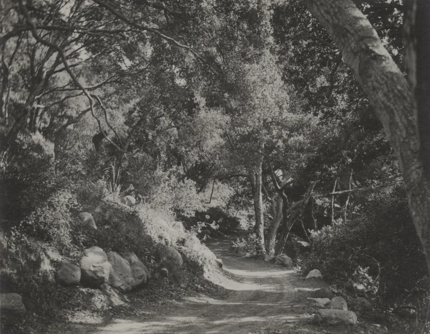 SBBG Canyon Trail, Mission Canyon