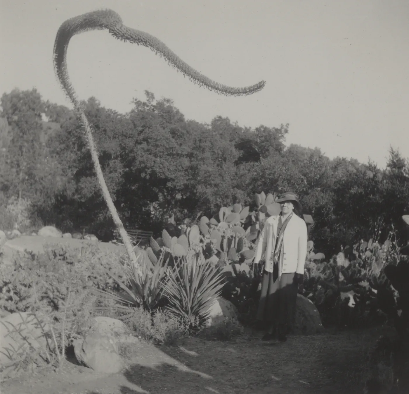 Miss Maria Ulmer?, Desert Section, before 1936