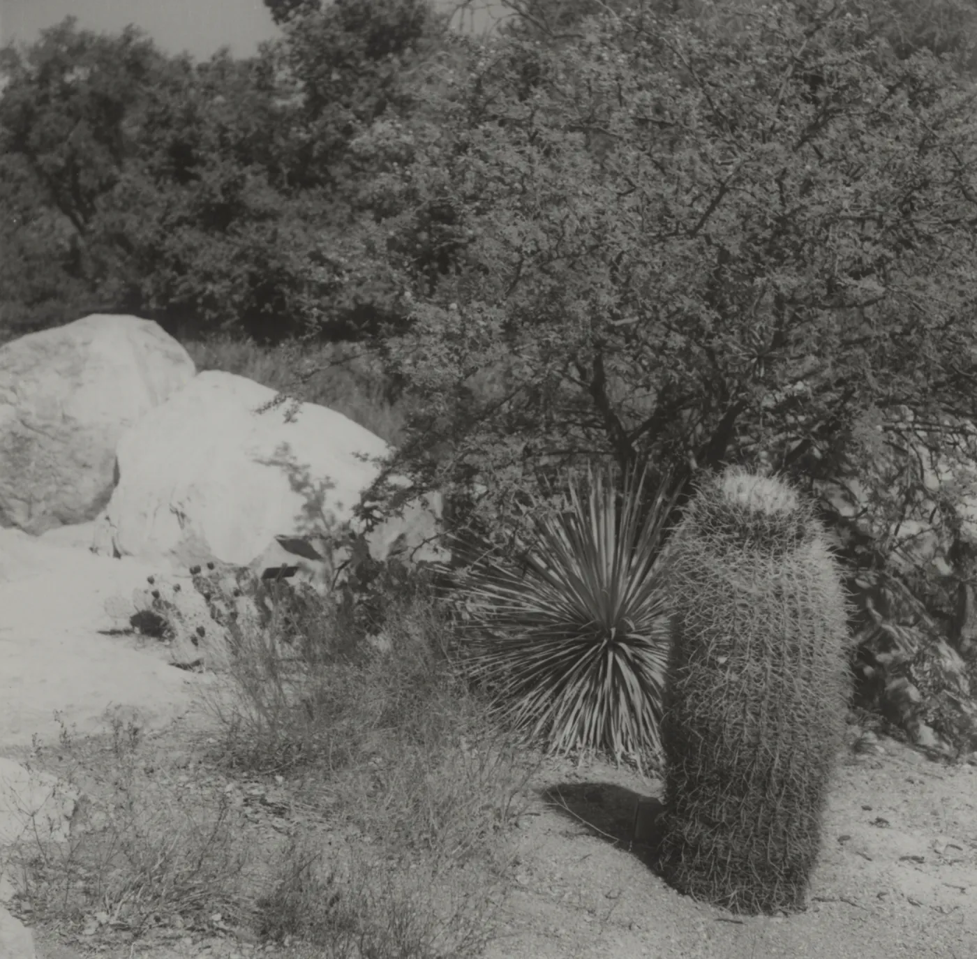 Desert Section