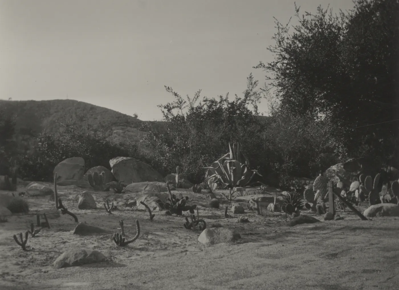 new planting in Desert Section, 1938