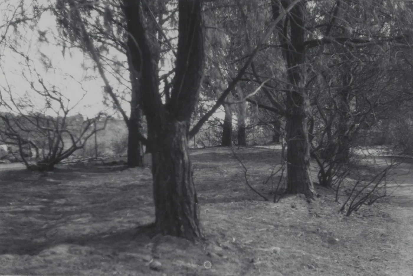 burned trees after the Coyote Fire, 1964