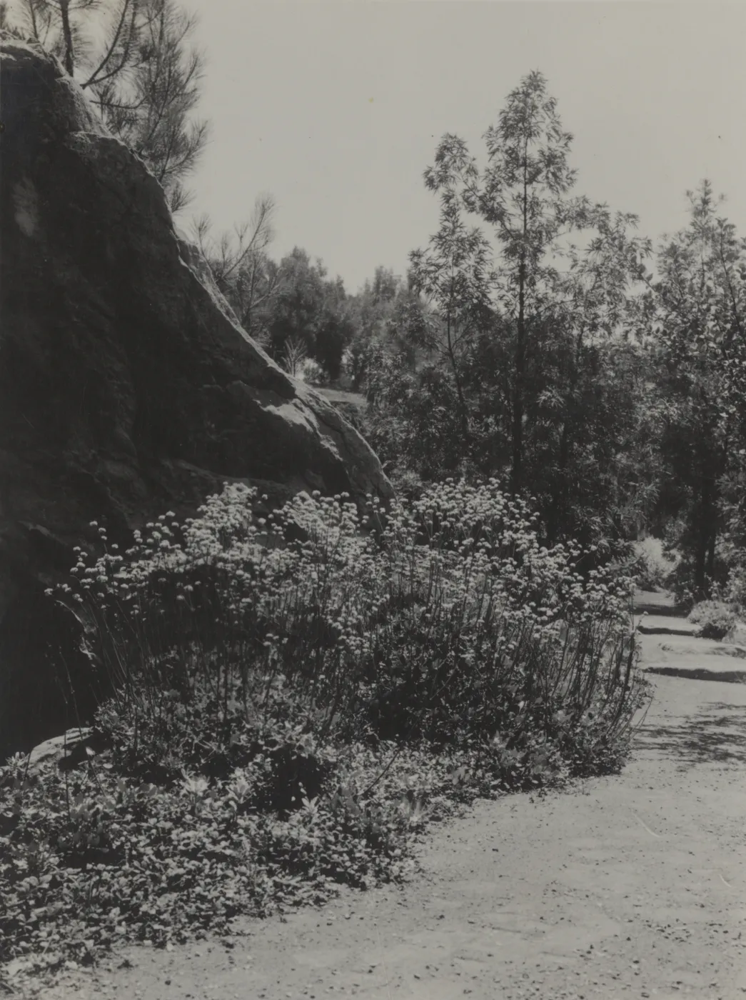 Eriogonum nudum grande, historic Island Section