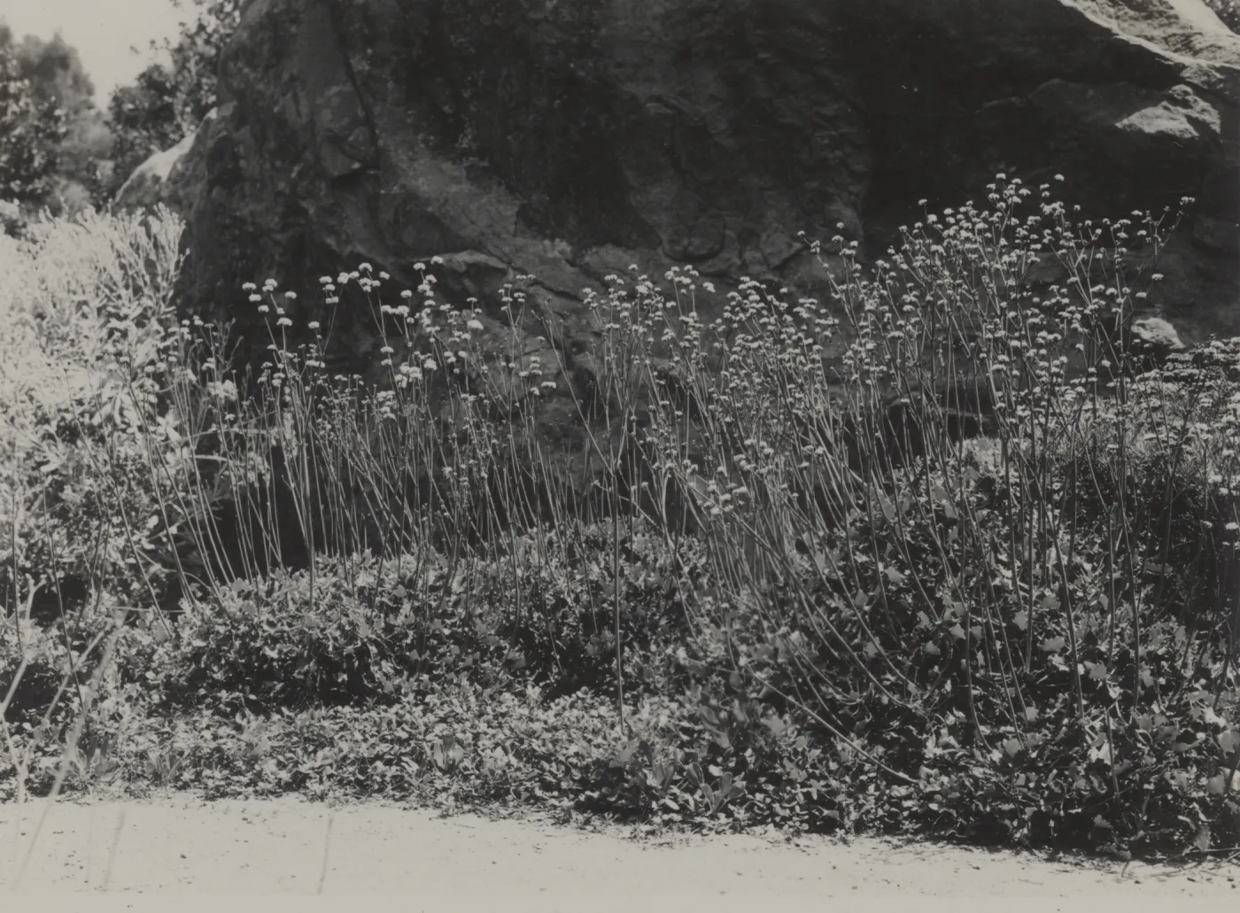south side of entrance boulder, old Island Trail, 1934