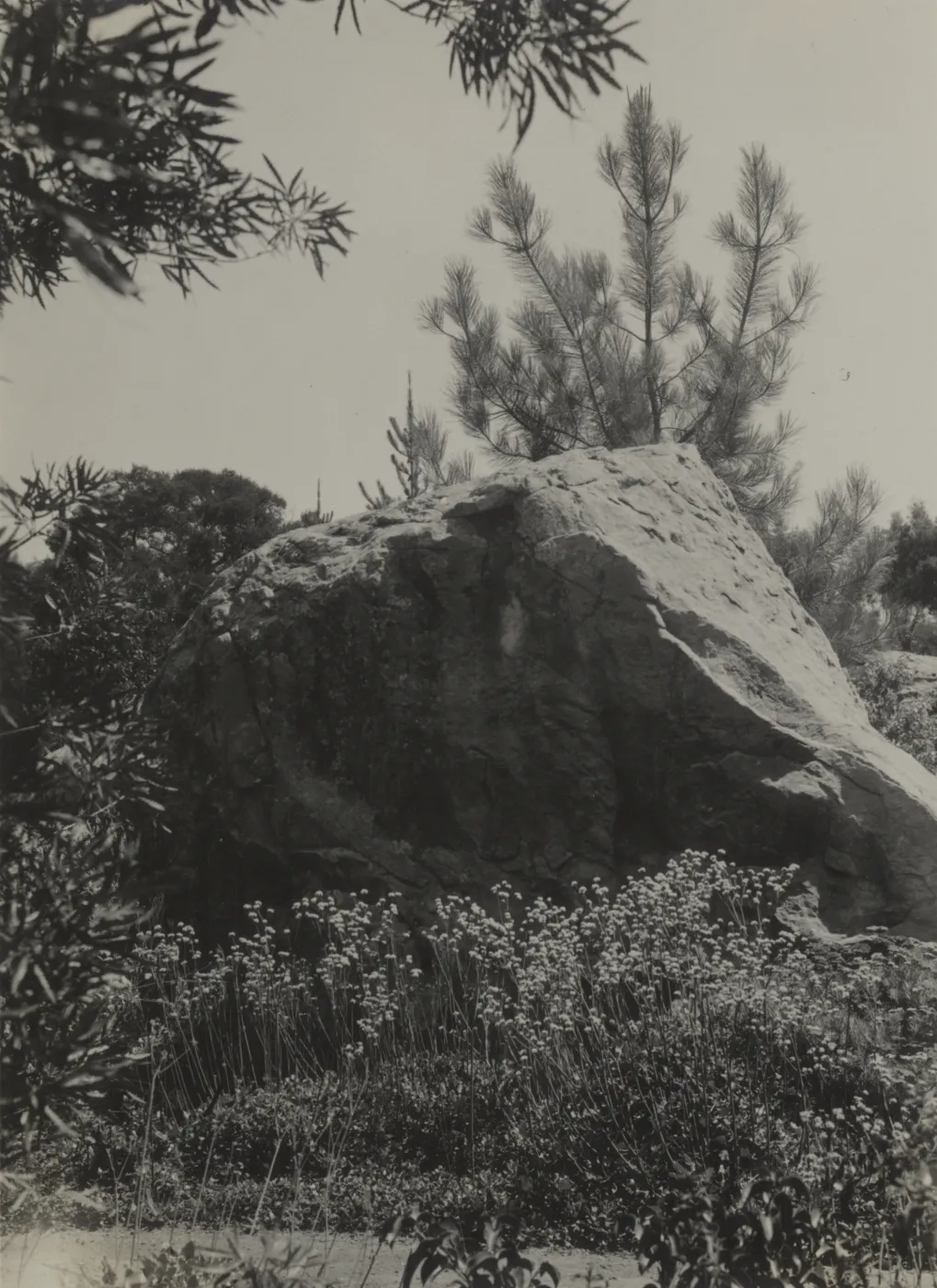 south side of entrance boulder, Island Trail, 1934 (wild buckwheat) 