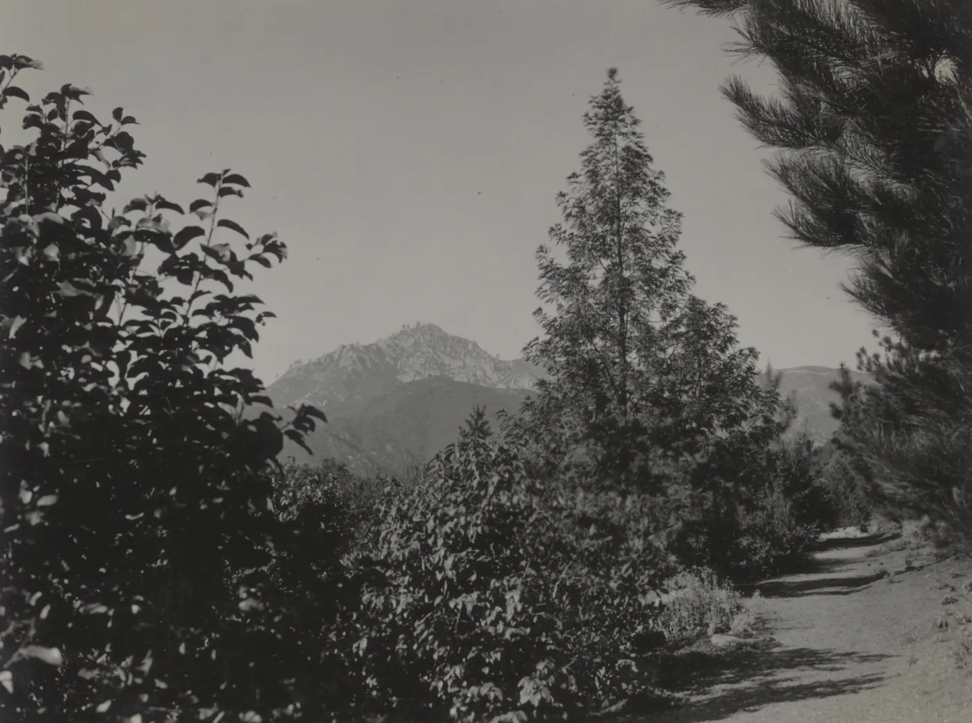 Lyonothamnus floribundus, historic Island Trail, 1934