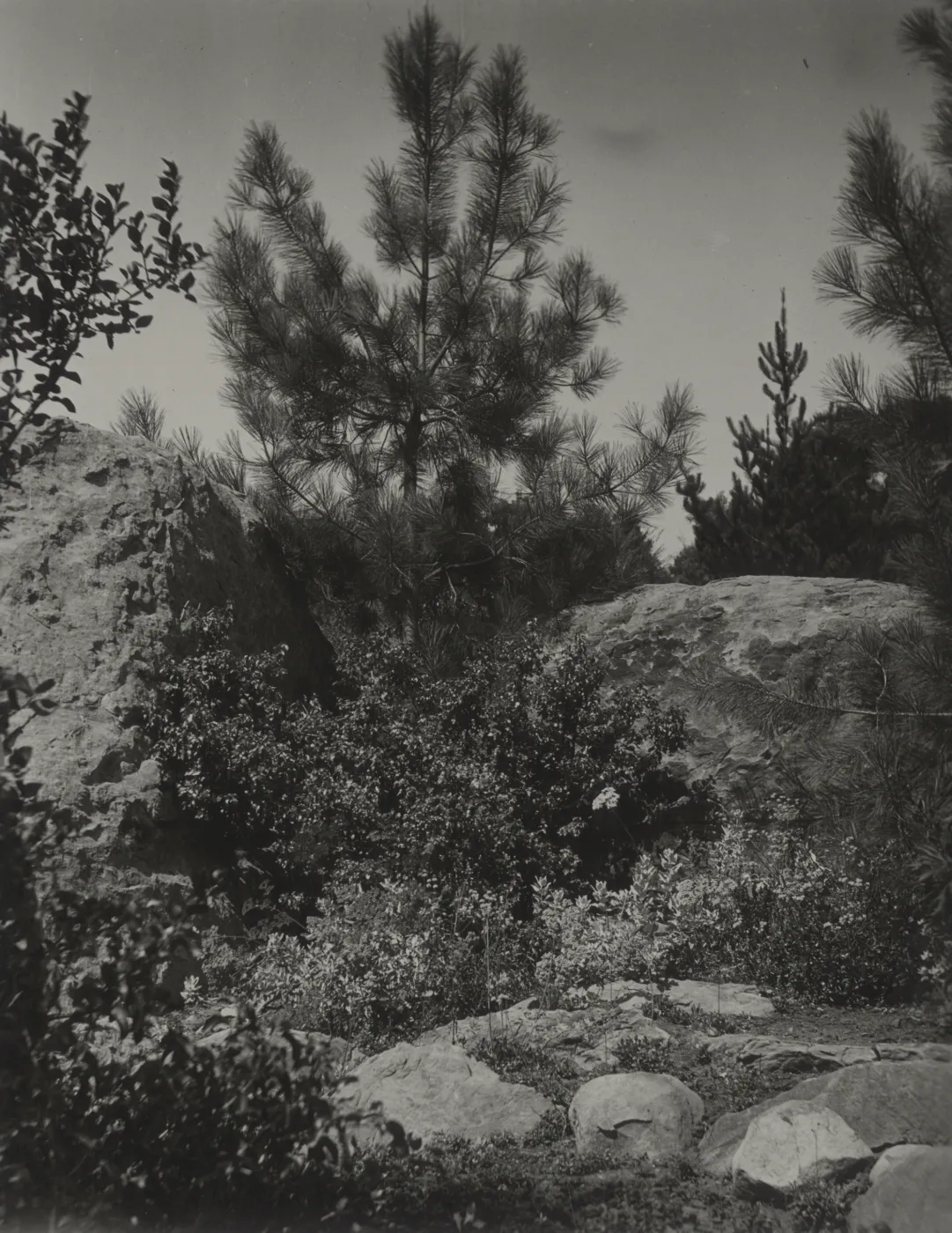 Torrey Pine planted between two entrance boulders, old Island Trail, 1930's