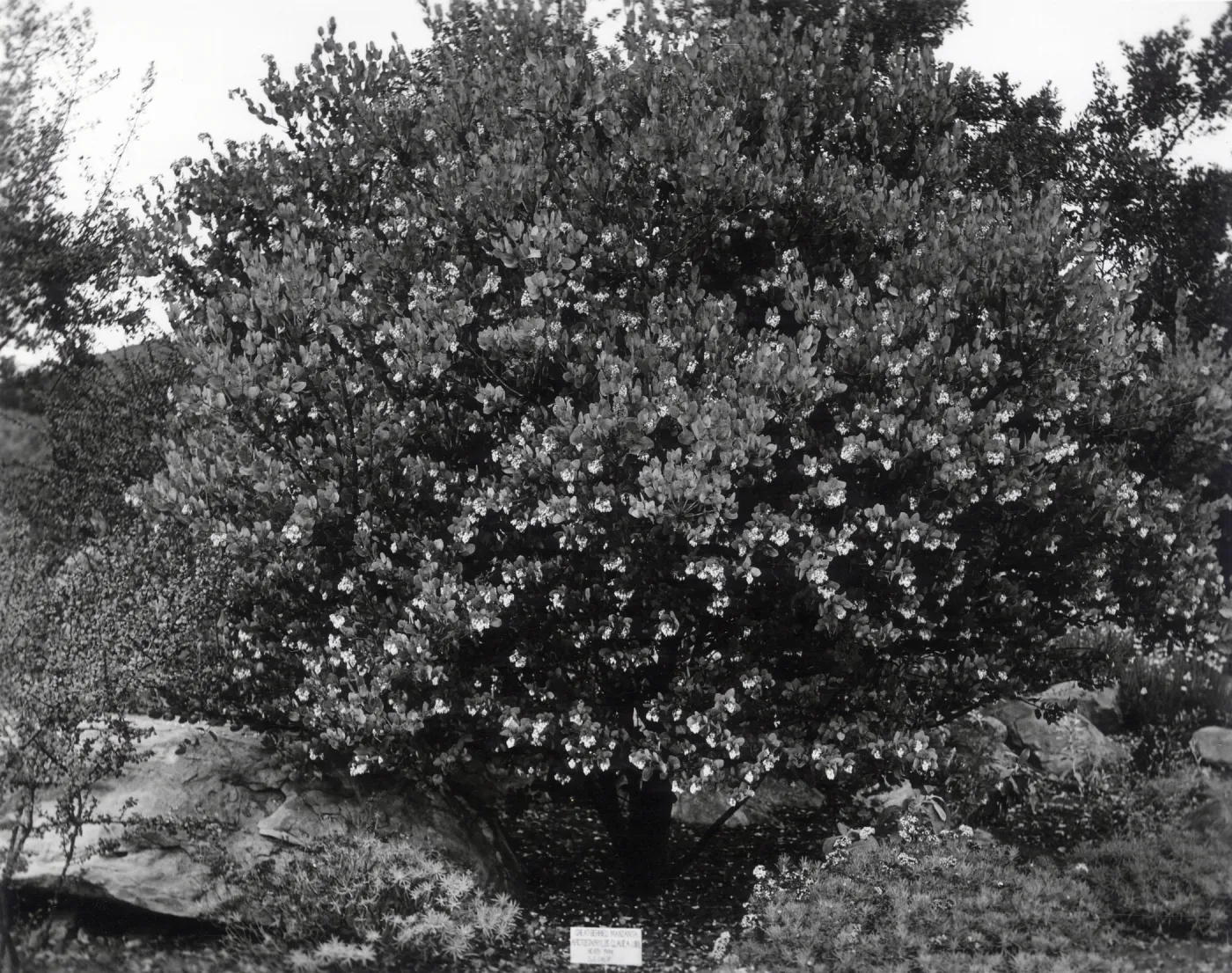 Great berried Manzanita, Arctostaphylos glauca ?