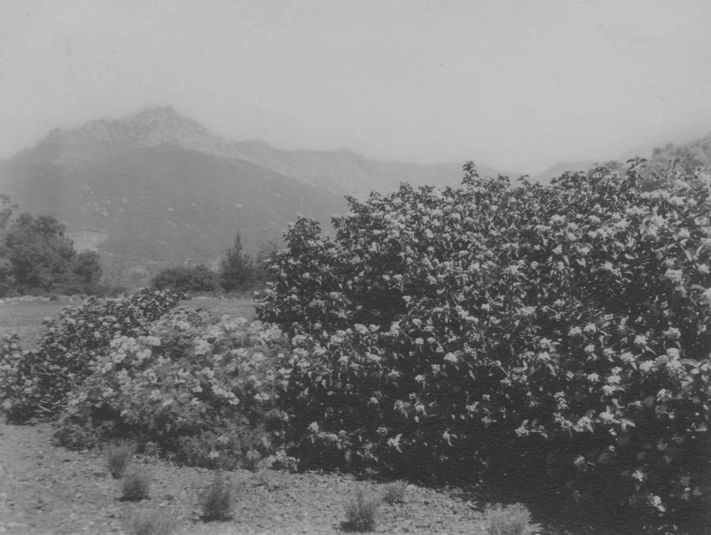 Rhus laurina, Meadow, 1937