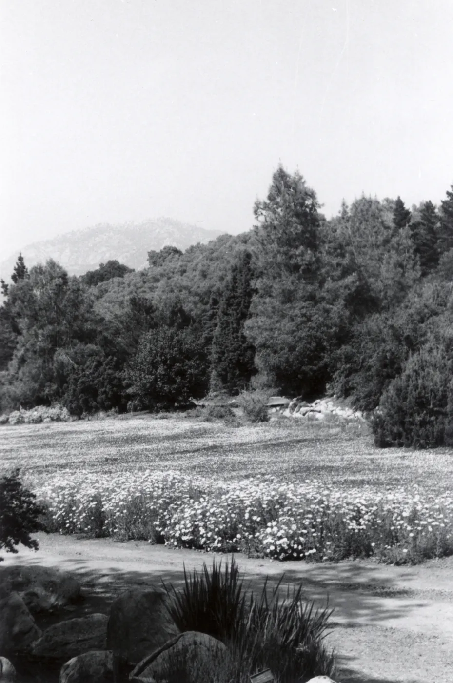 Meadow, 1958