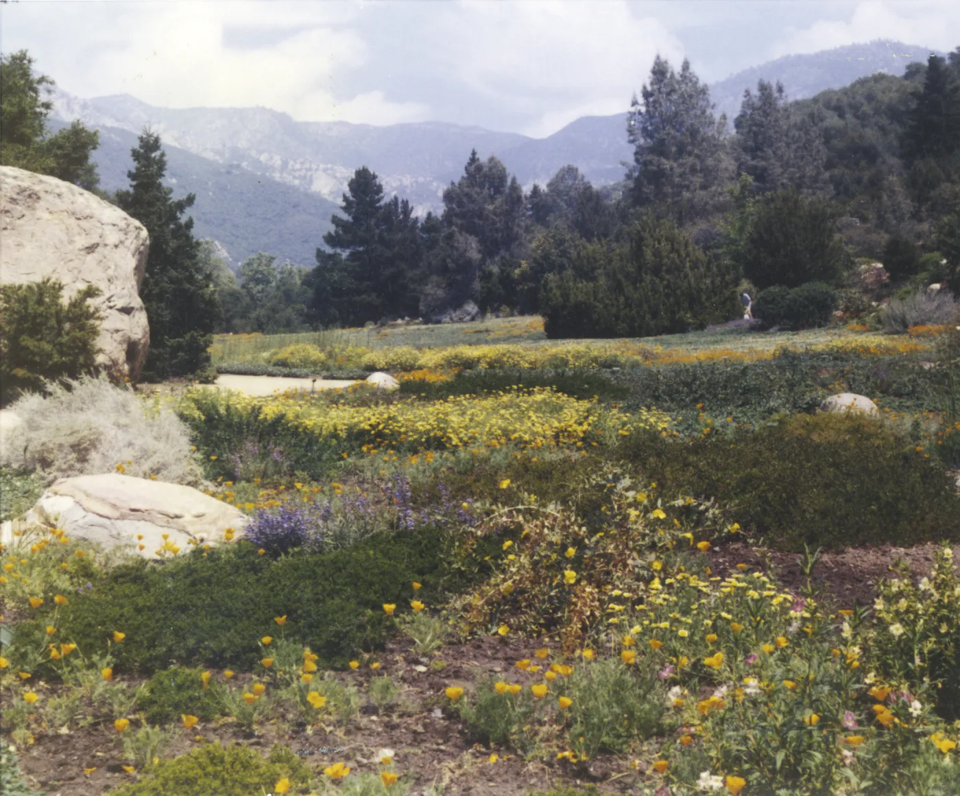 view to mountains from lower Meadow, 1969