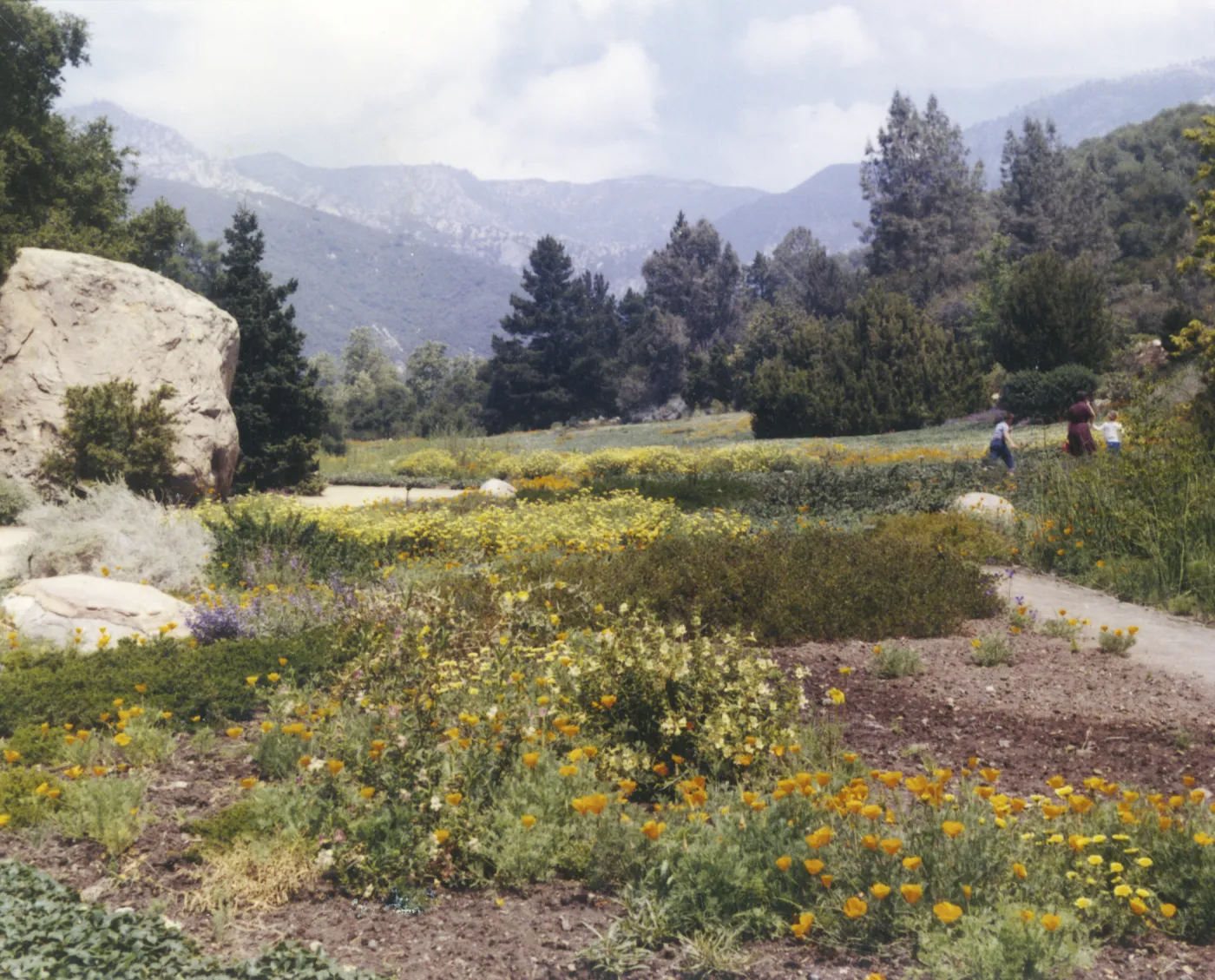 lower Meadow in early spring