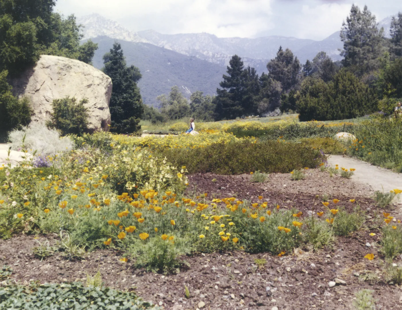 lower Meadow