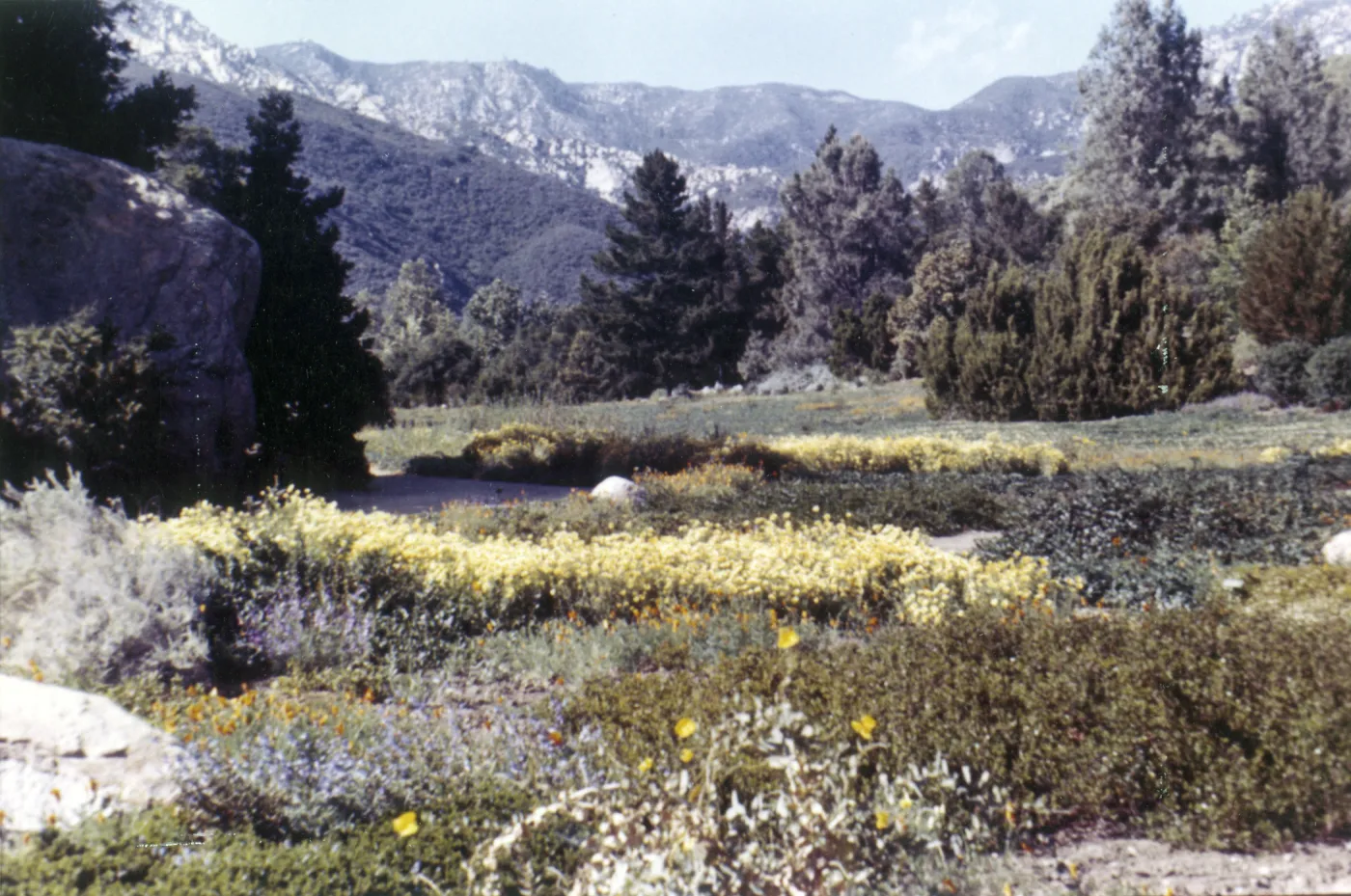 Meadow with mountin view