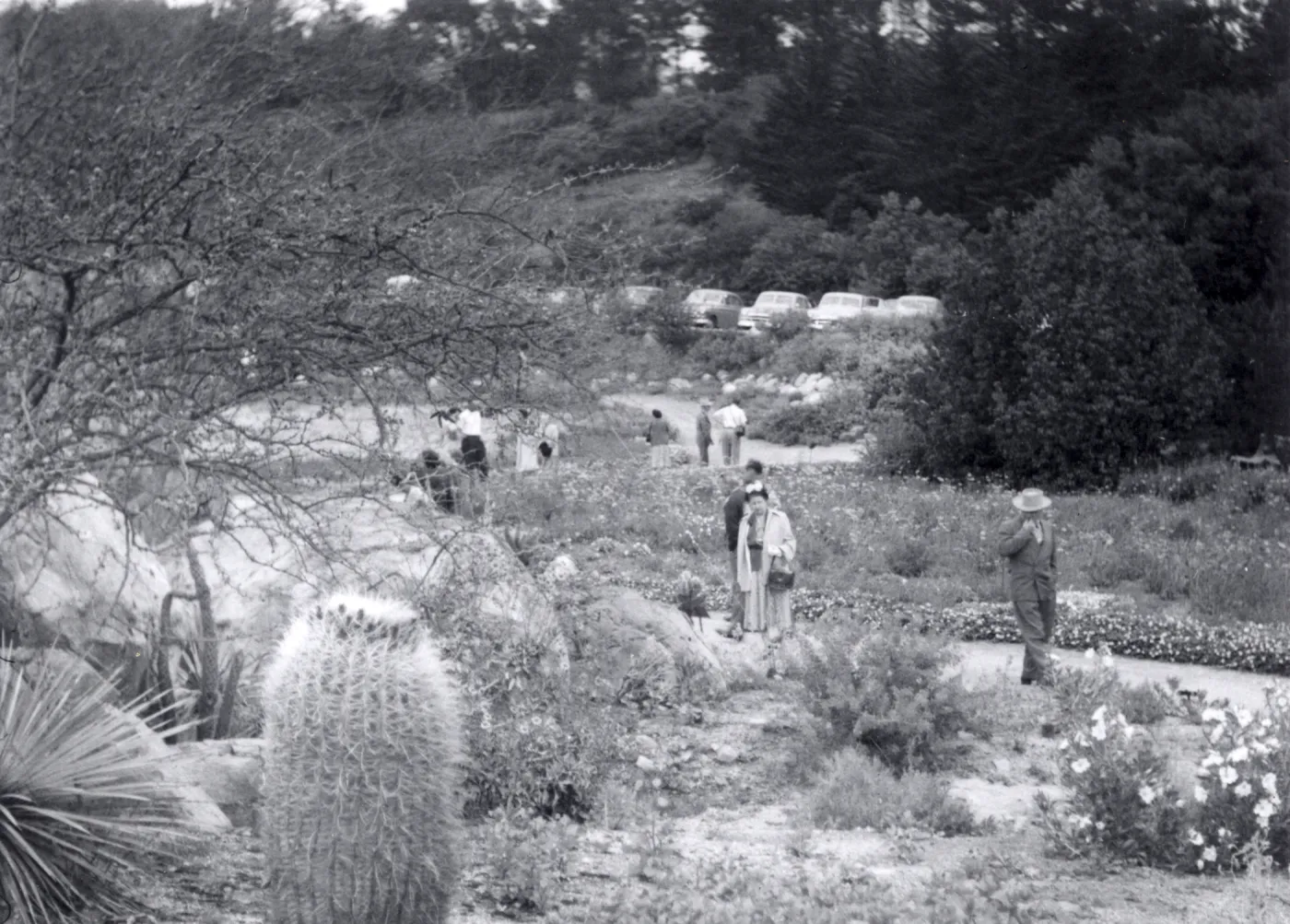 Sunday visitors in the Meadow, 1952