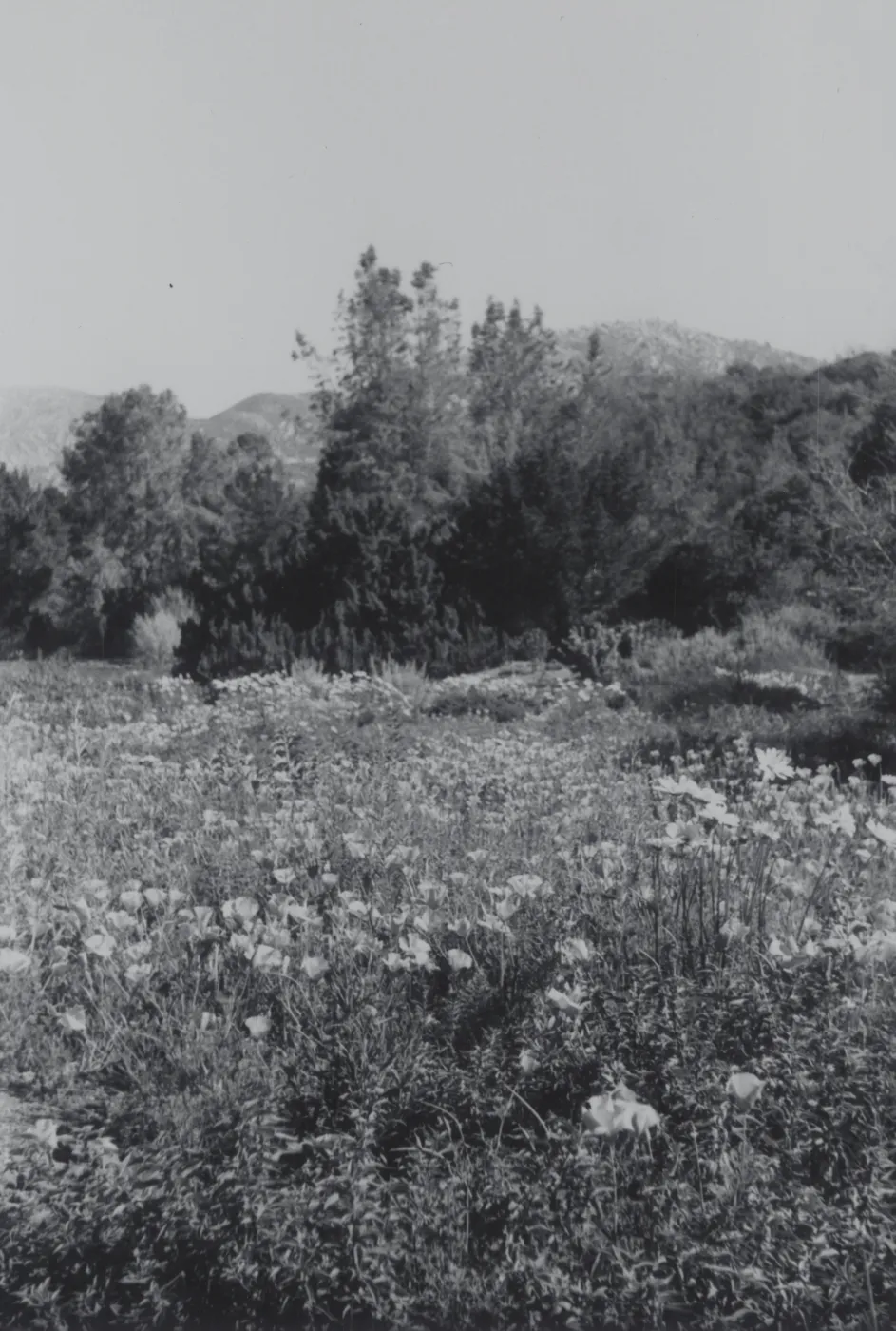Meadow, 1969