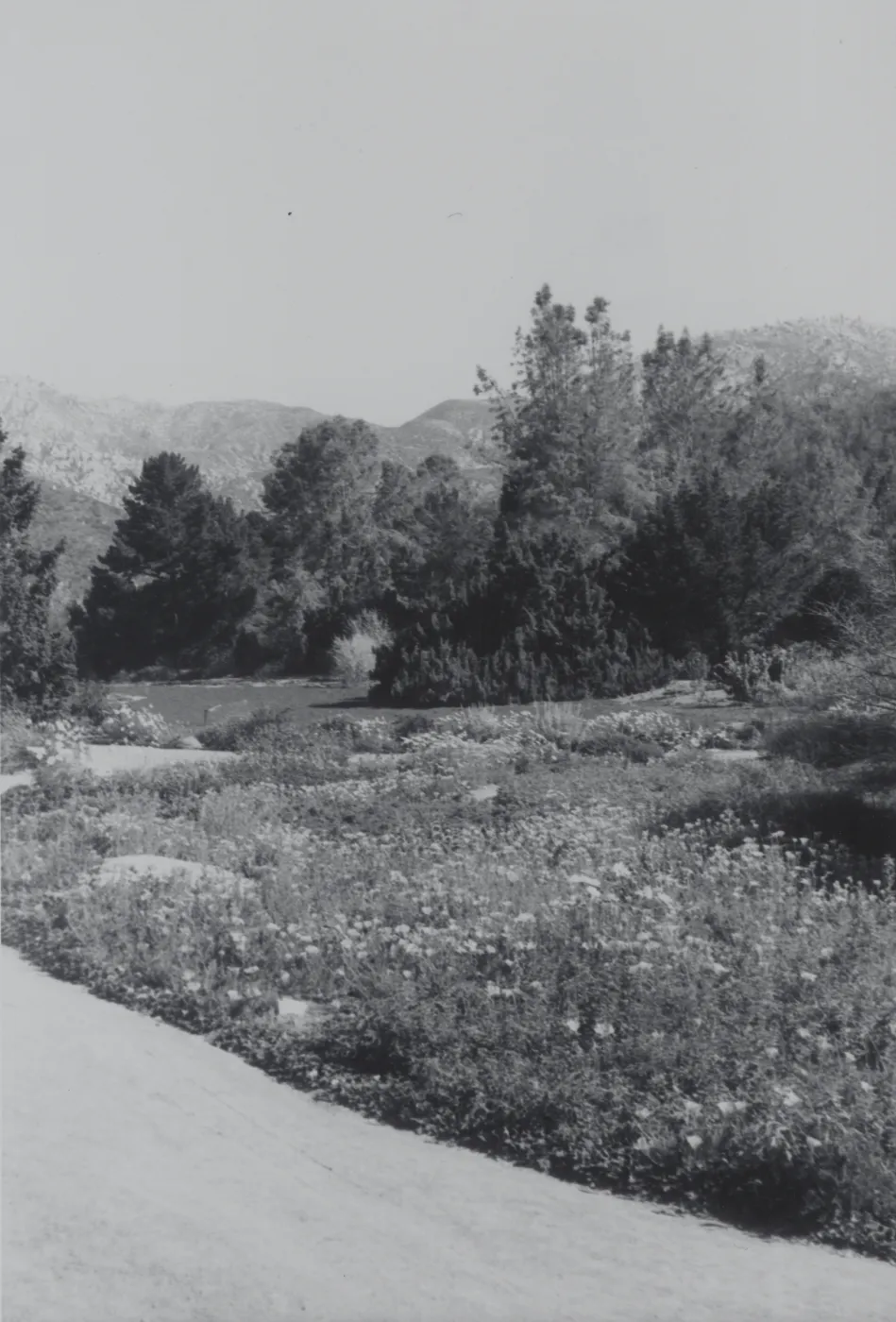 lower Meadow, 1969