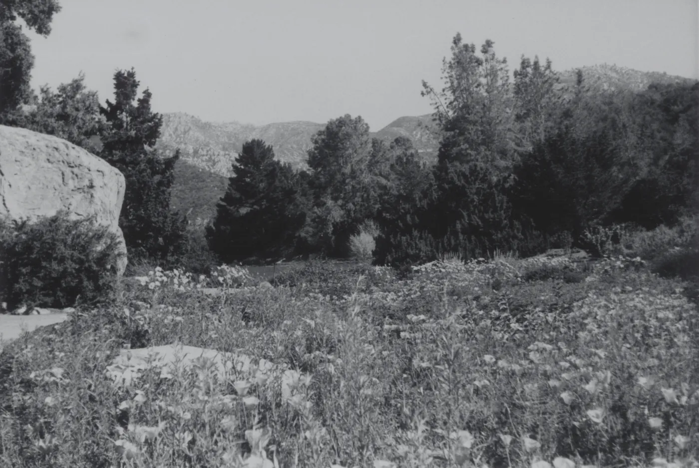 lower Meadow, 1969