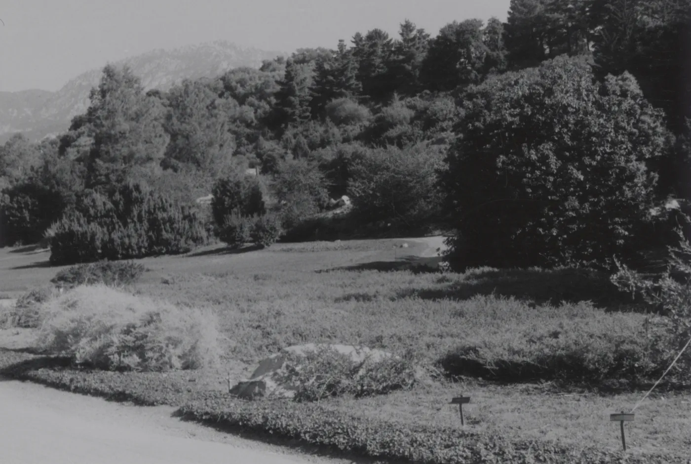 Meadow, 1960's