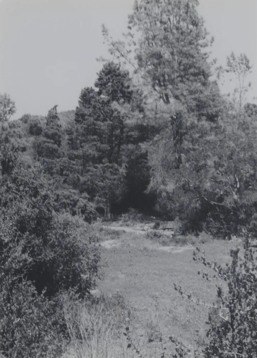 Meadow, 1980
