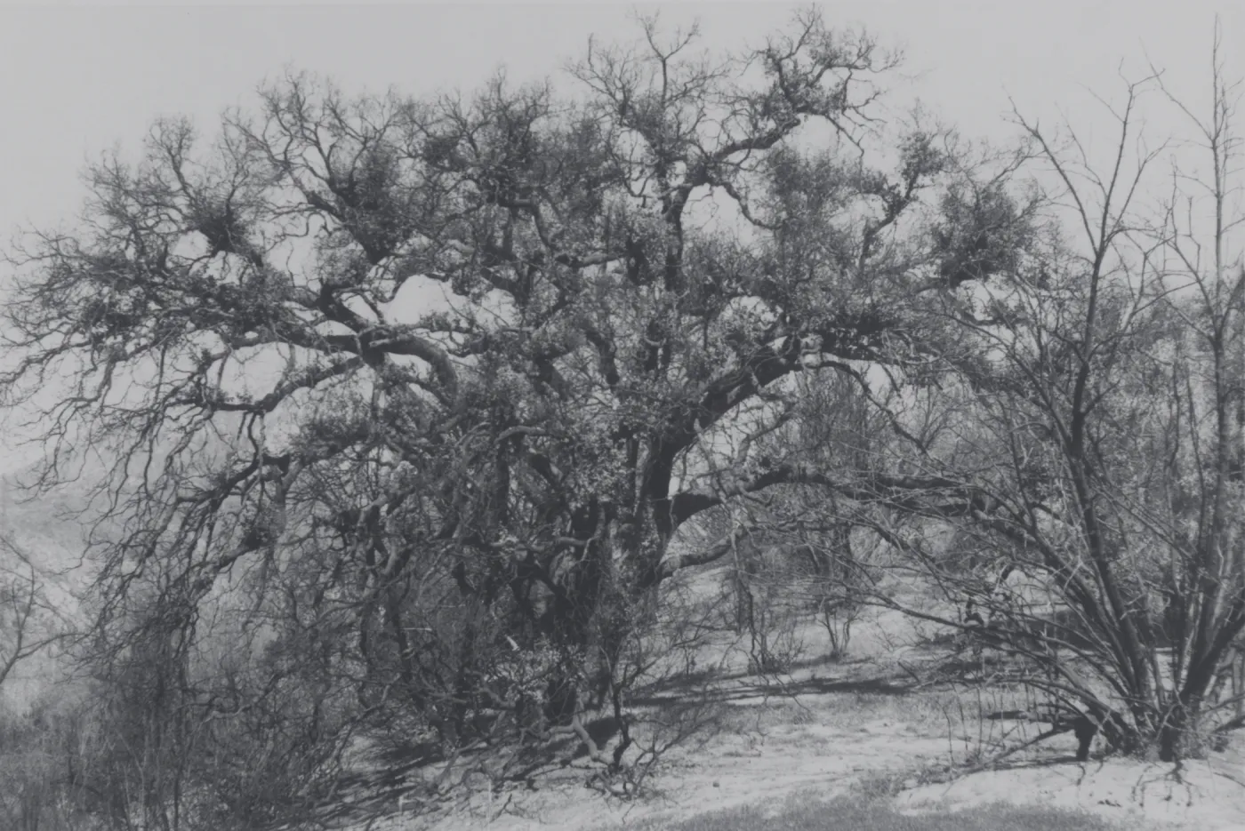 Quercus agrifolia (Coastal Live Oak), olive grove on the East Slope, after the Coyote Fire