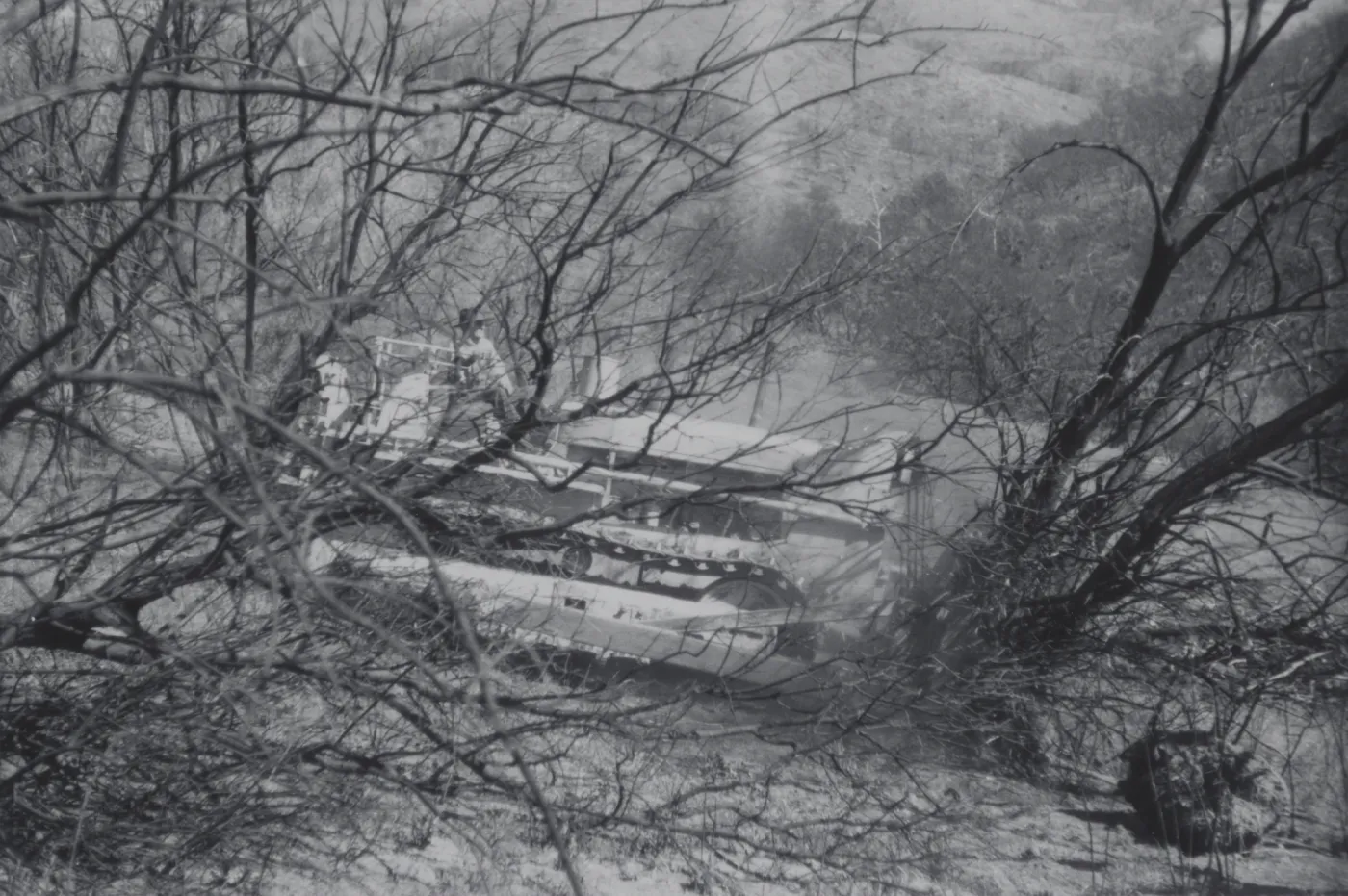 Clearing the Olive grove after the Coyote Fire