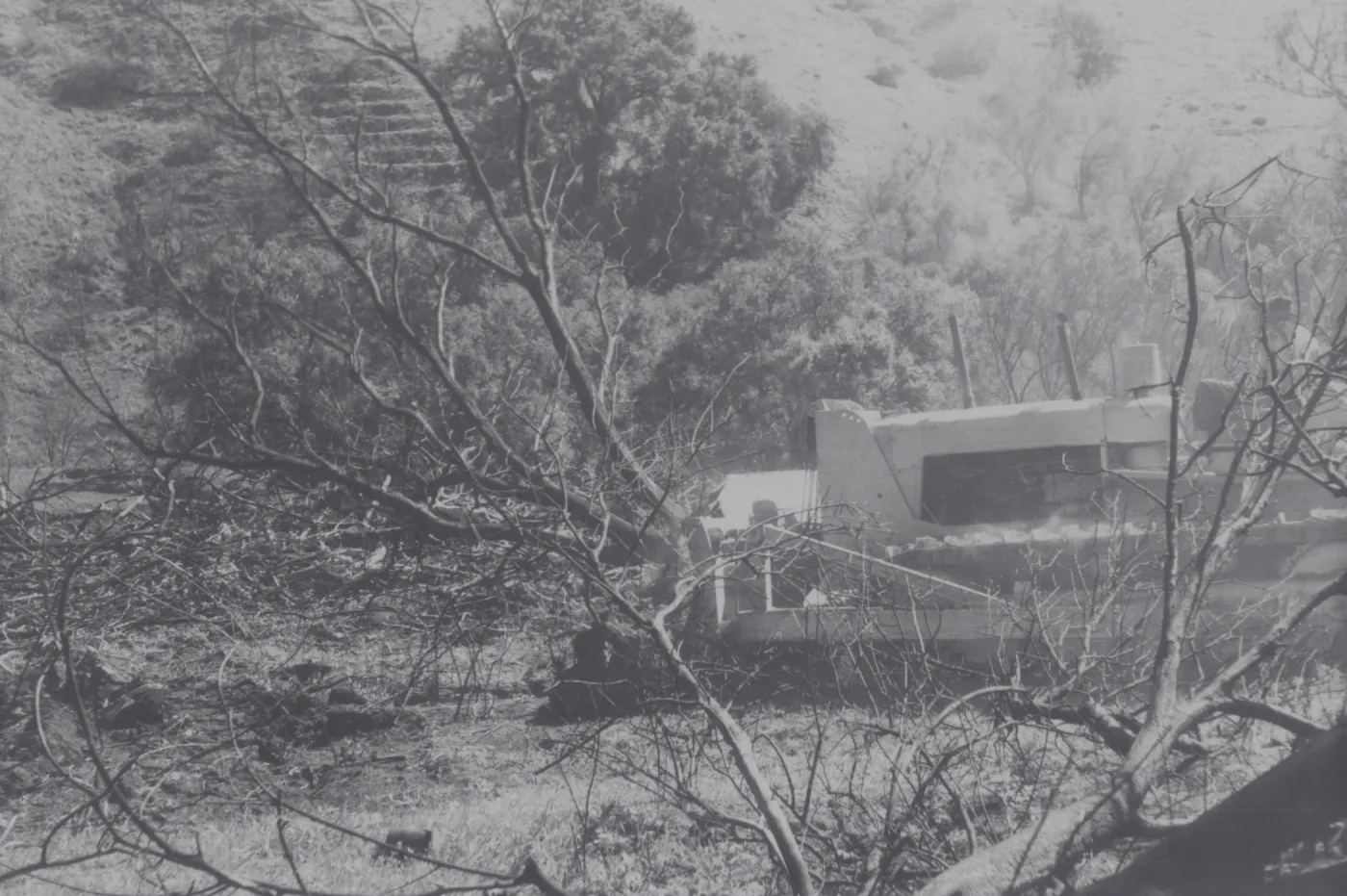 Clearing the Olive grove after the Coyote Fire