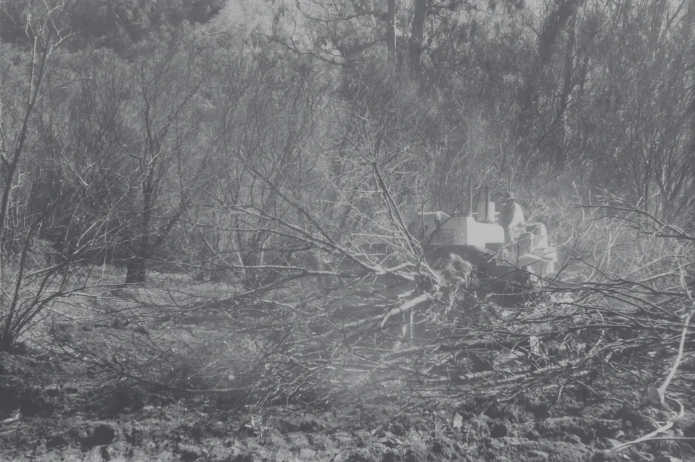 Clearing the Olive grove after the Coyote Fire