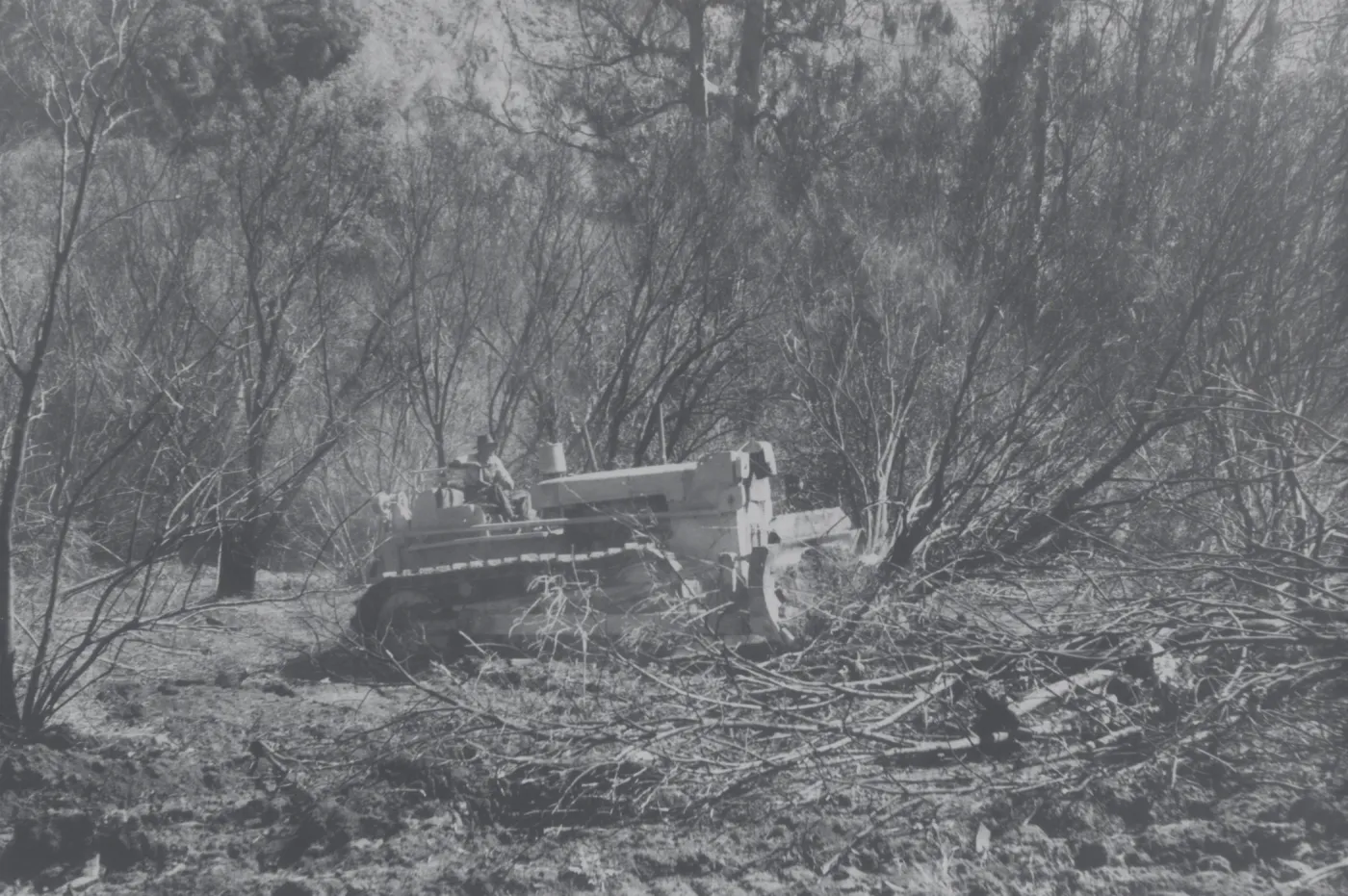 Clearing the Olive grove after the Coyote Fire