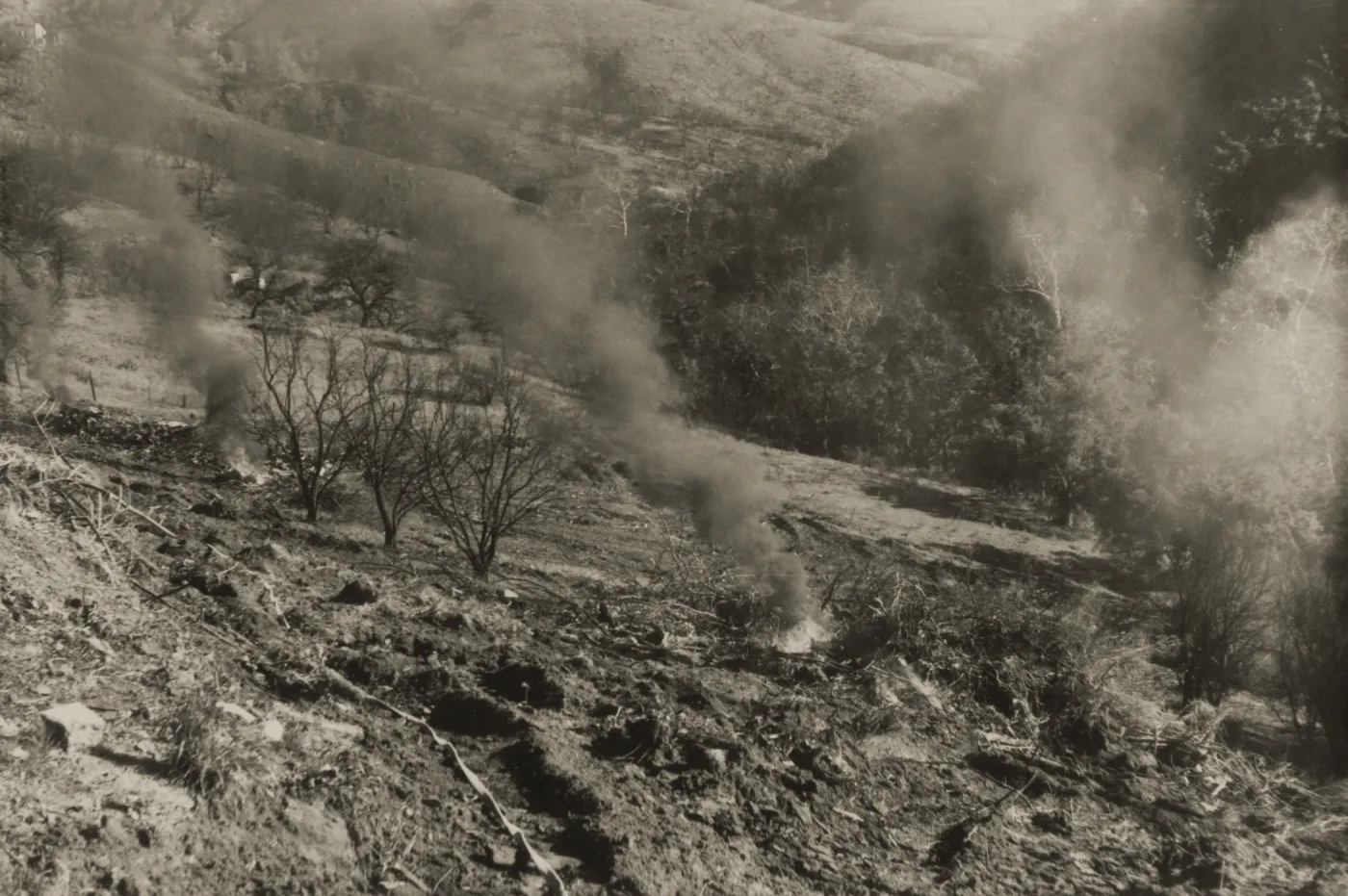 Clearing the Olive grove after the Coyote Fire