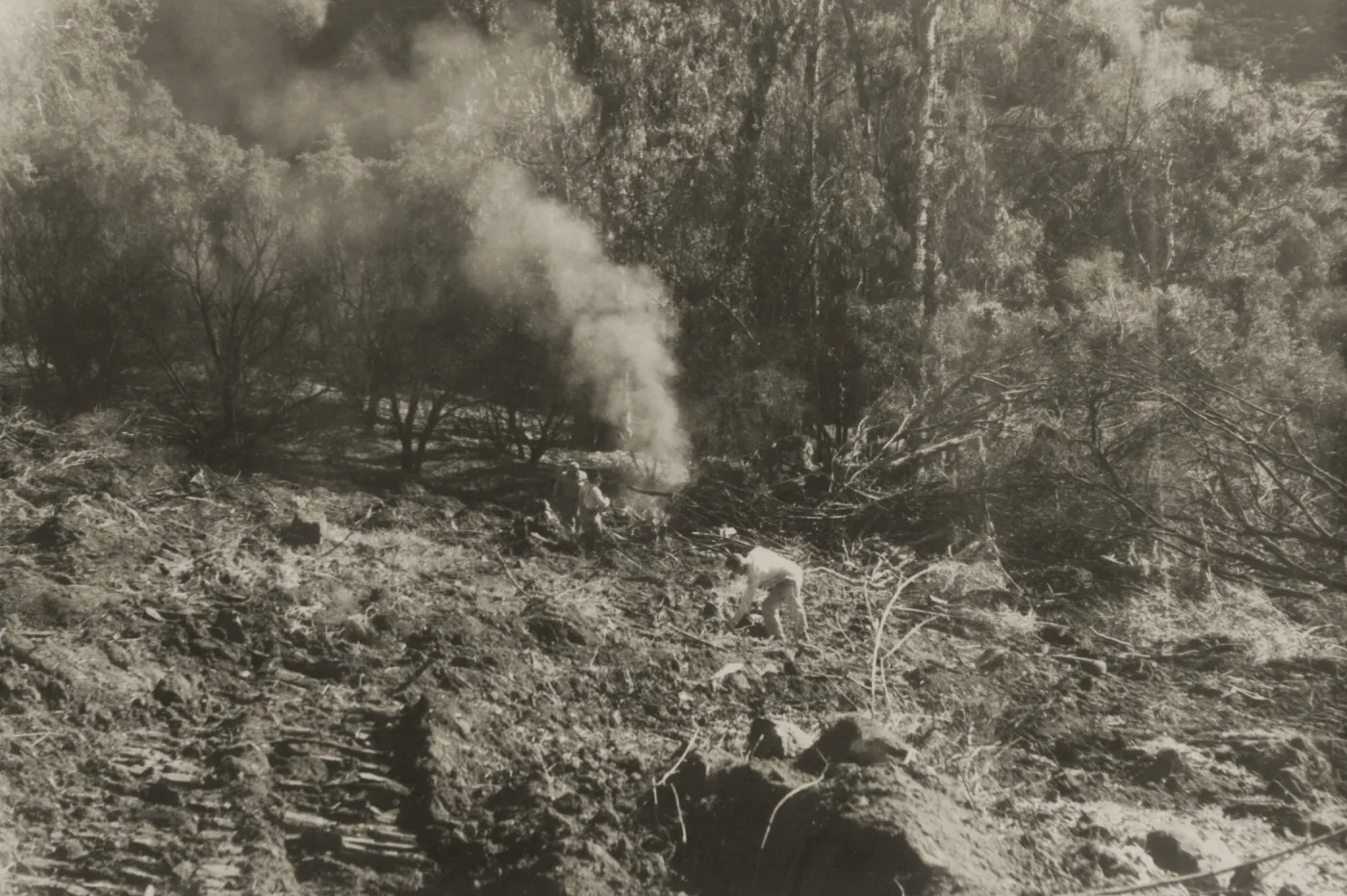 Clearing the Olive grove after the Coyote Fire