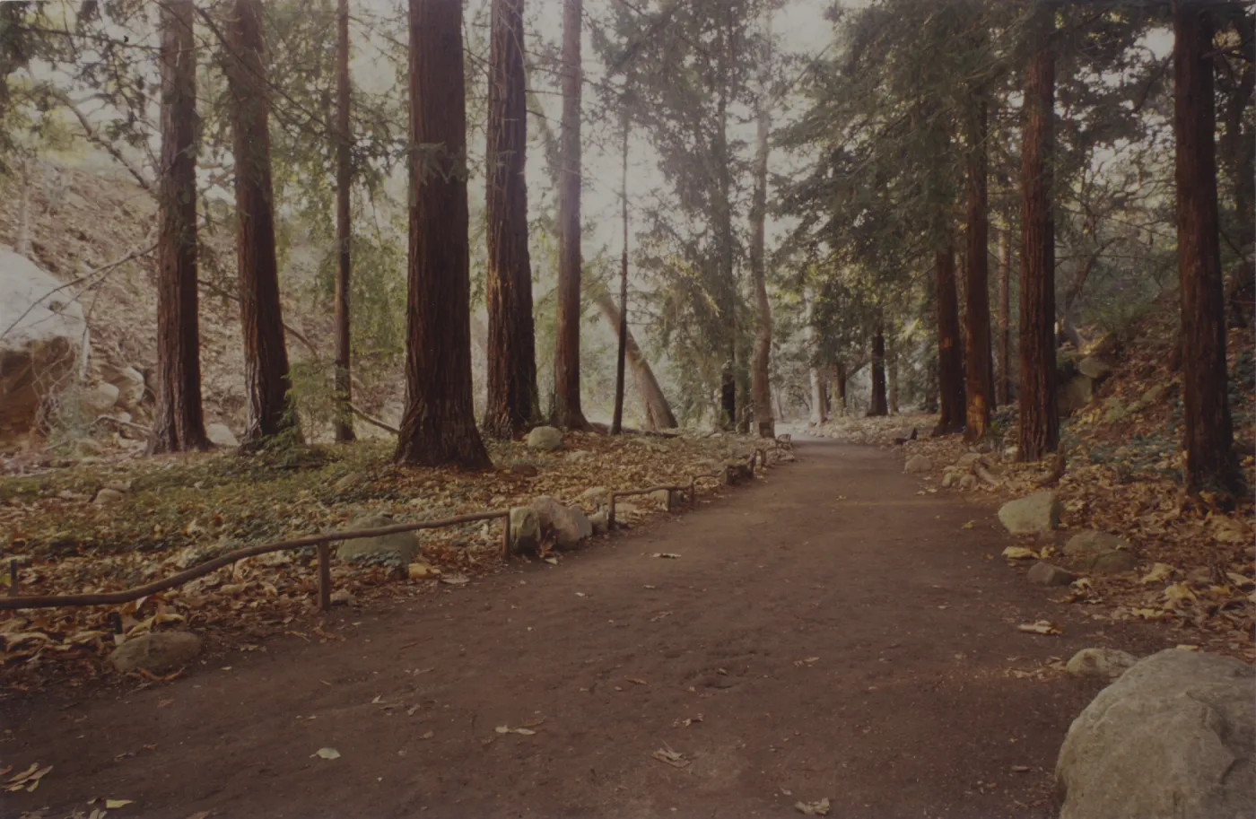 Redwood Section
