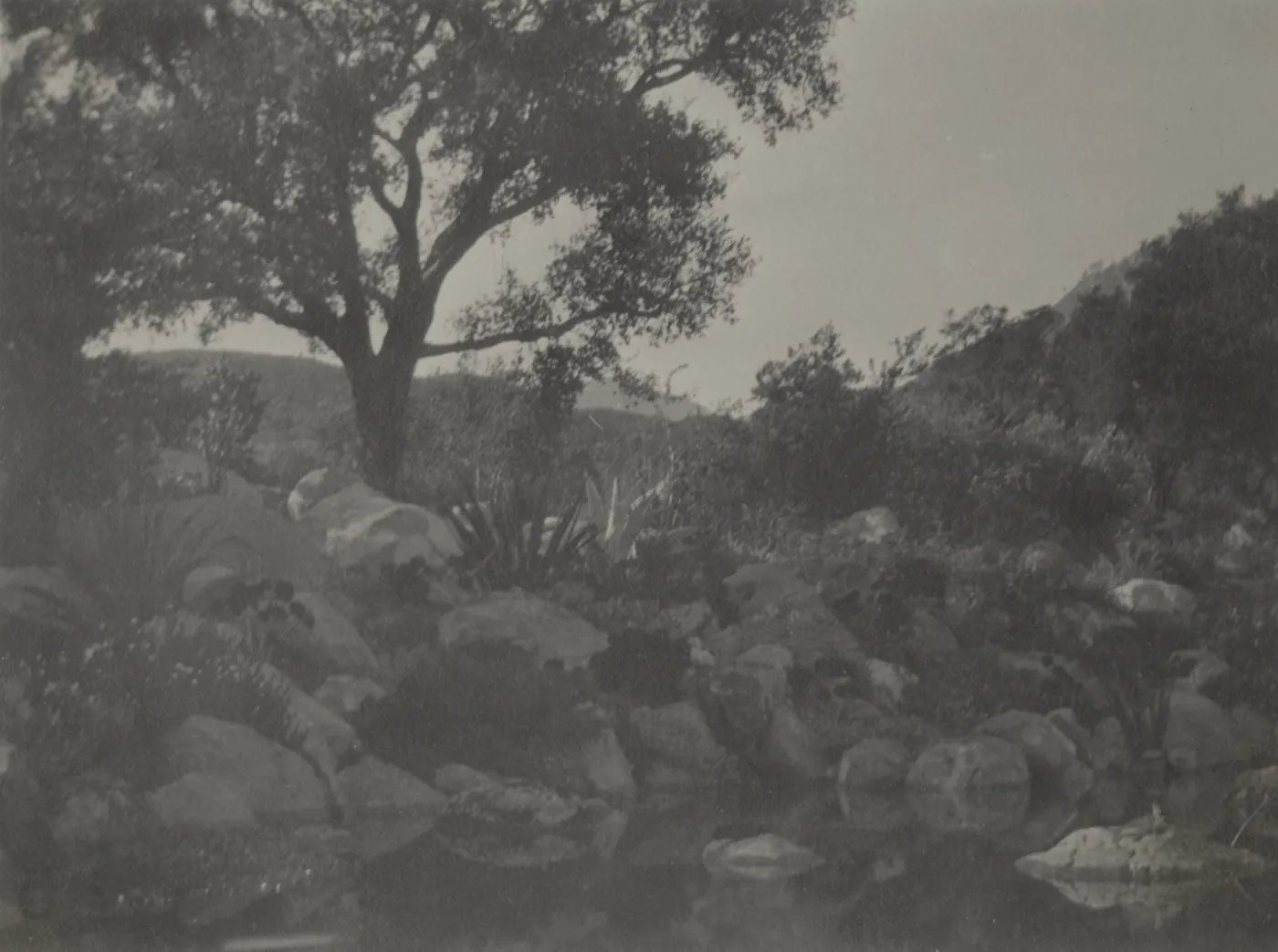 Meadow pool, 1928