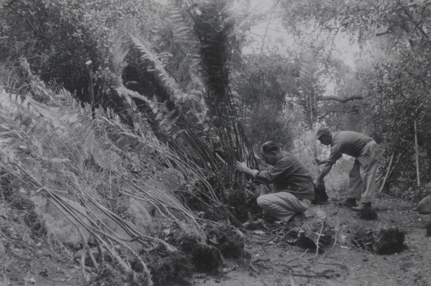 planting the Indian Steps slope, 1957