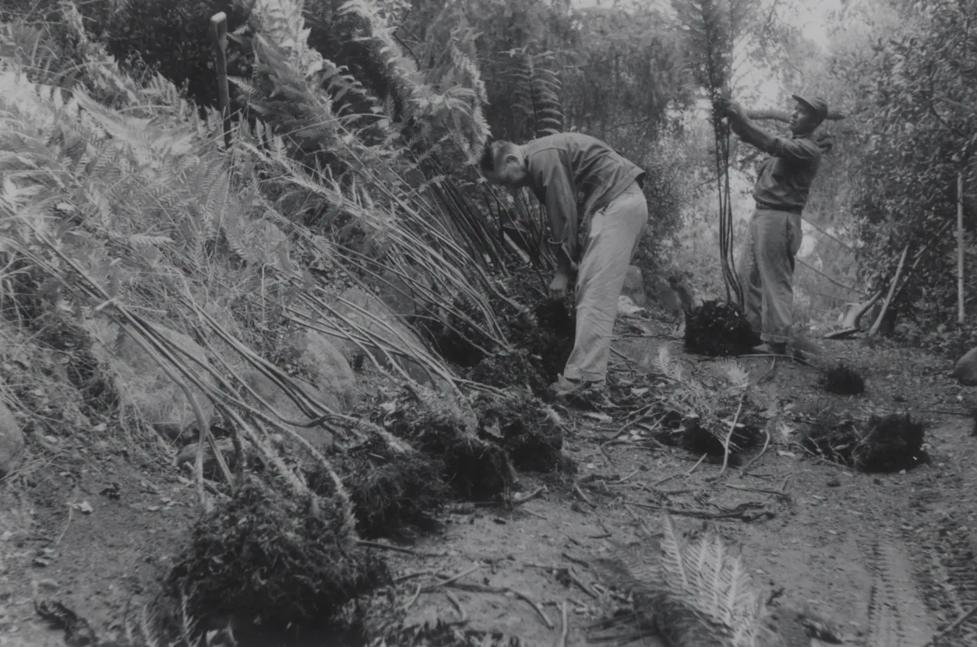 planting the Indian Steps slope, 1957