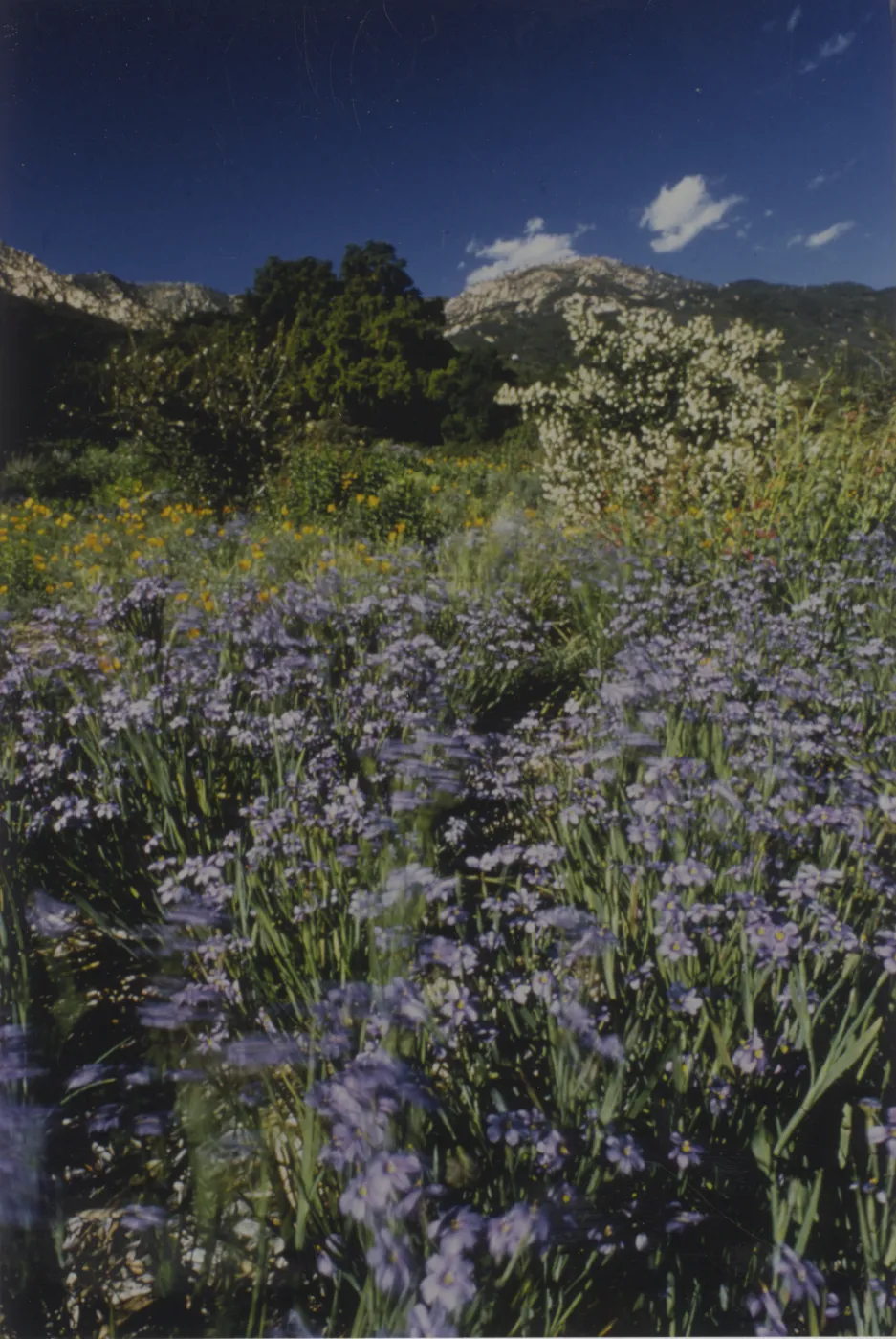 Blue-eyed Grass on Porter Trail