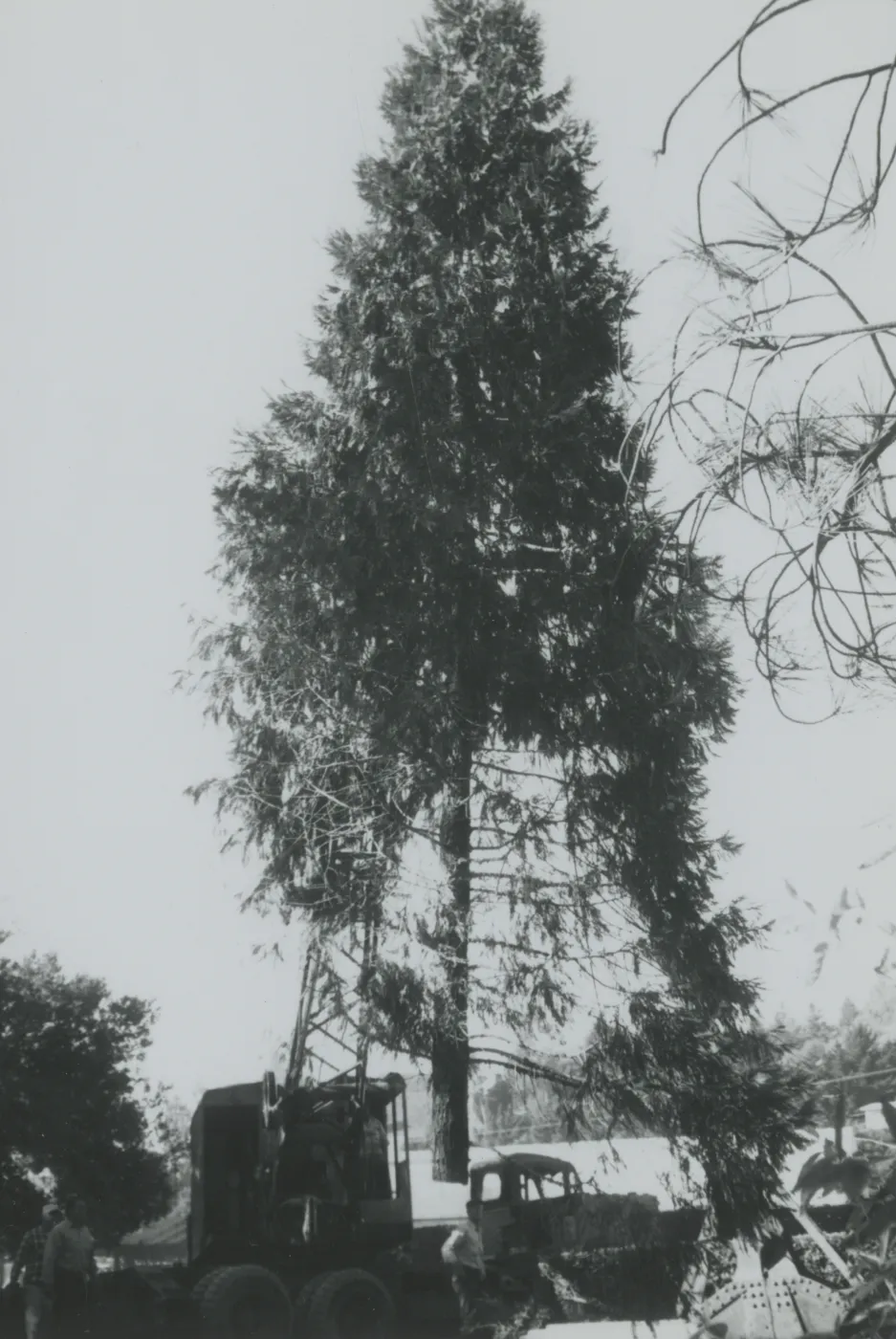 tree removal in the Arroyo, North Wing construction