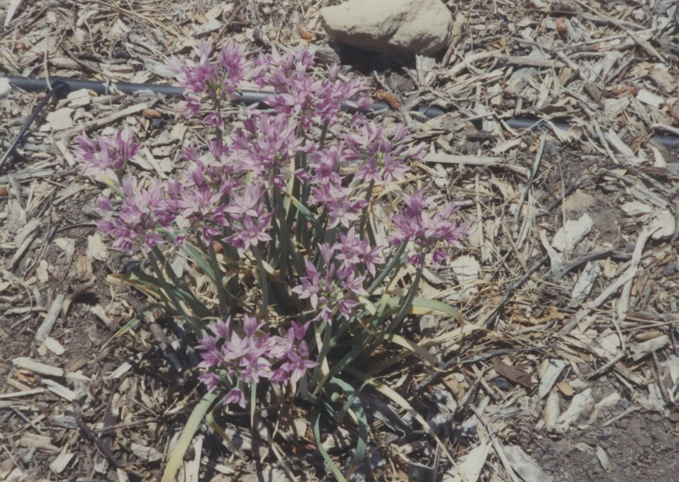 Home Demonstration Garden
