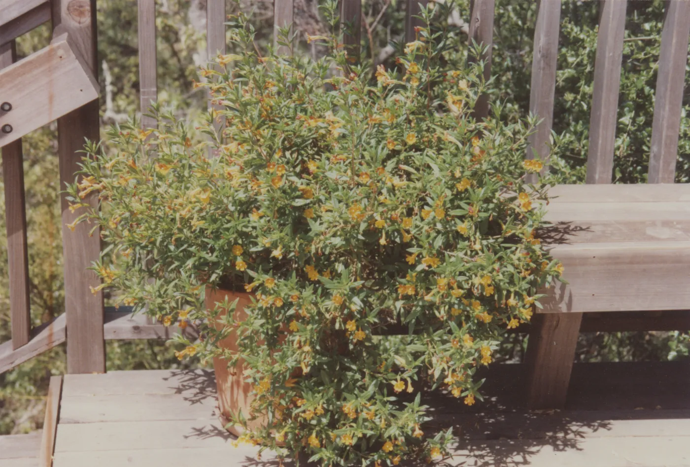 Home Demonstration Garden